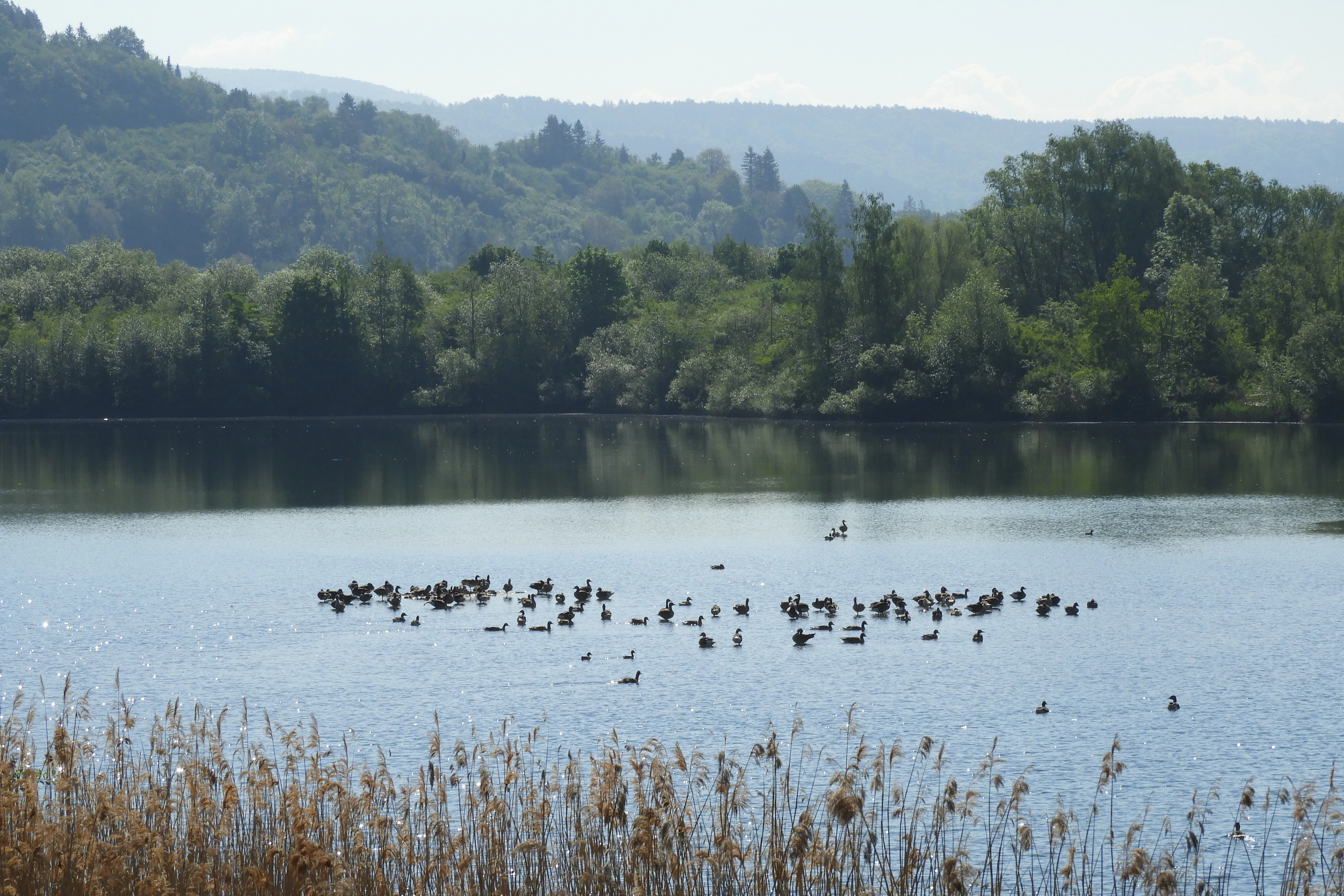 A wide shot of a lake filled with a flock of small birds, surrounded by trees and reeds.