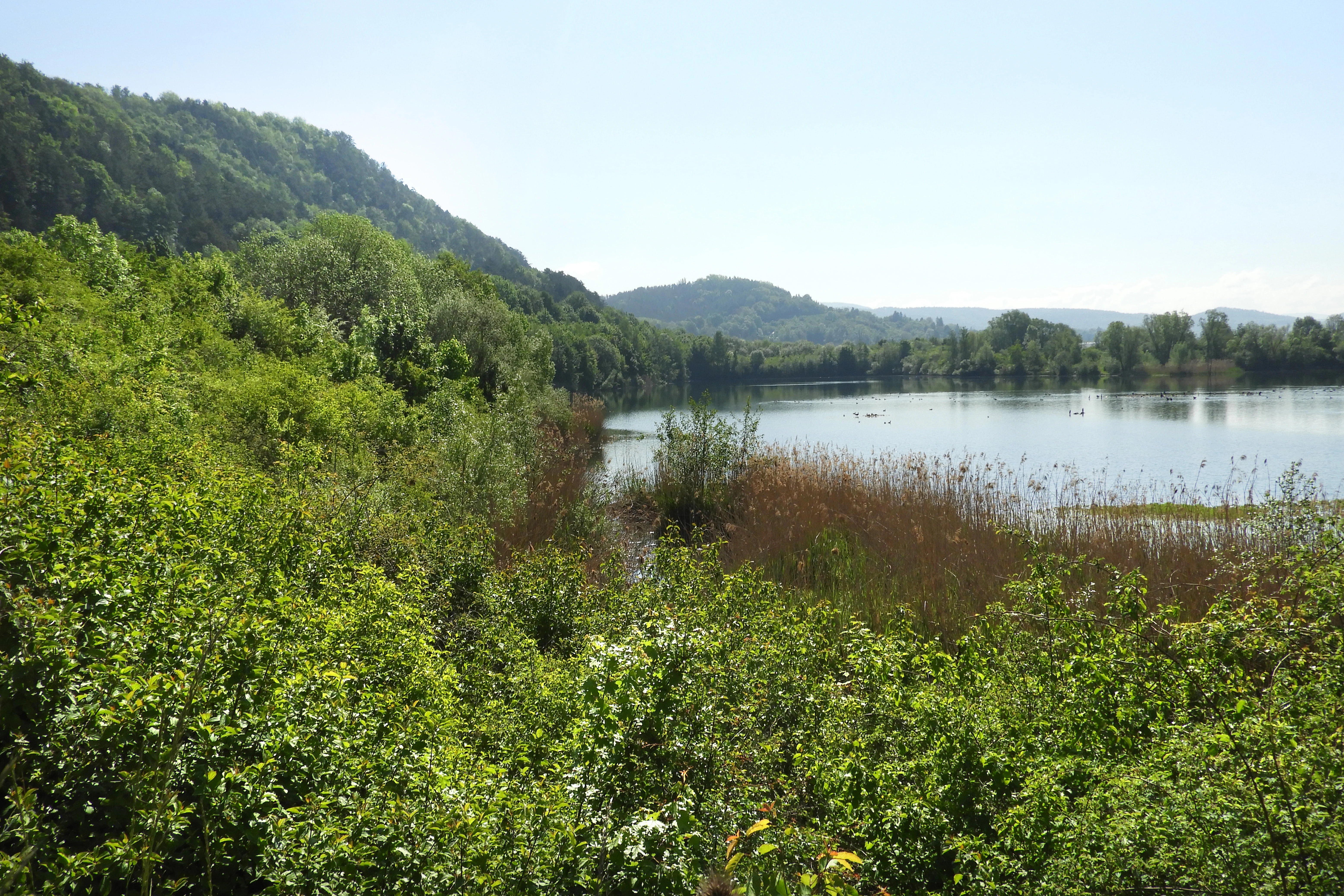 A peaceful lake surrounded by lush green shrubs and trees, with rolling forested hills in the distance under a clear sky.