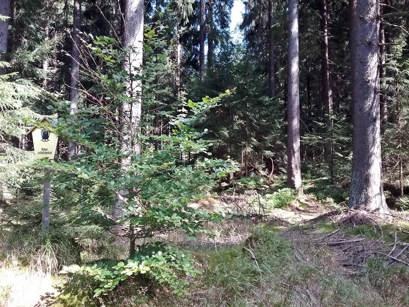 A small yellow trail marker sign attached to a post in a dense forest, with sunlight filtering through the trees.