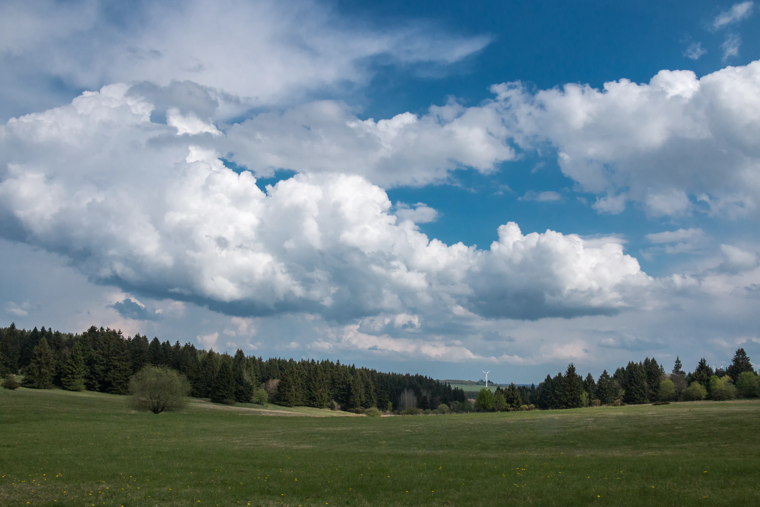 A wide view of a green meadow and pasture under a bright blue sky with large white cumulus clouds, bordered by a dense conifer forest in the distance.