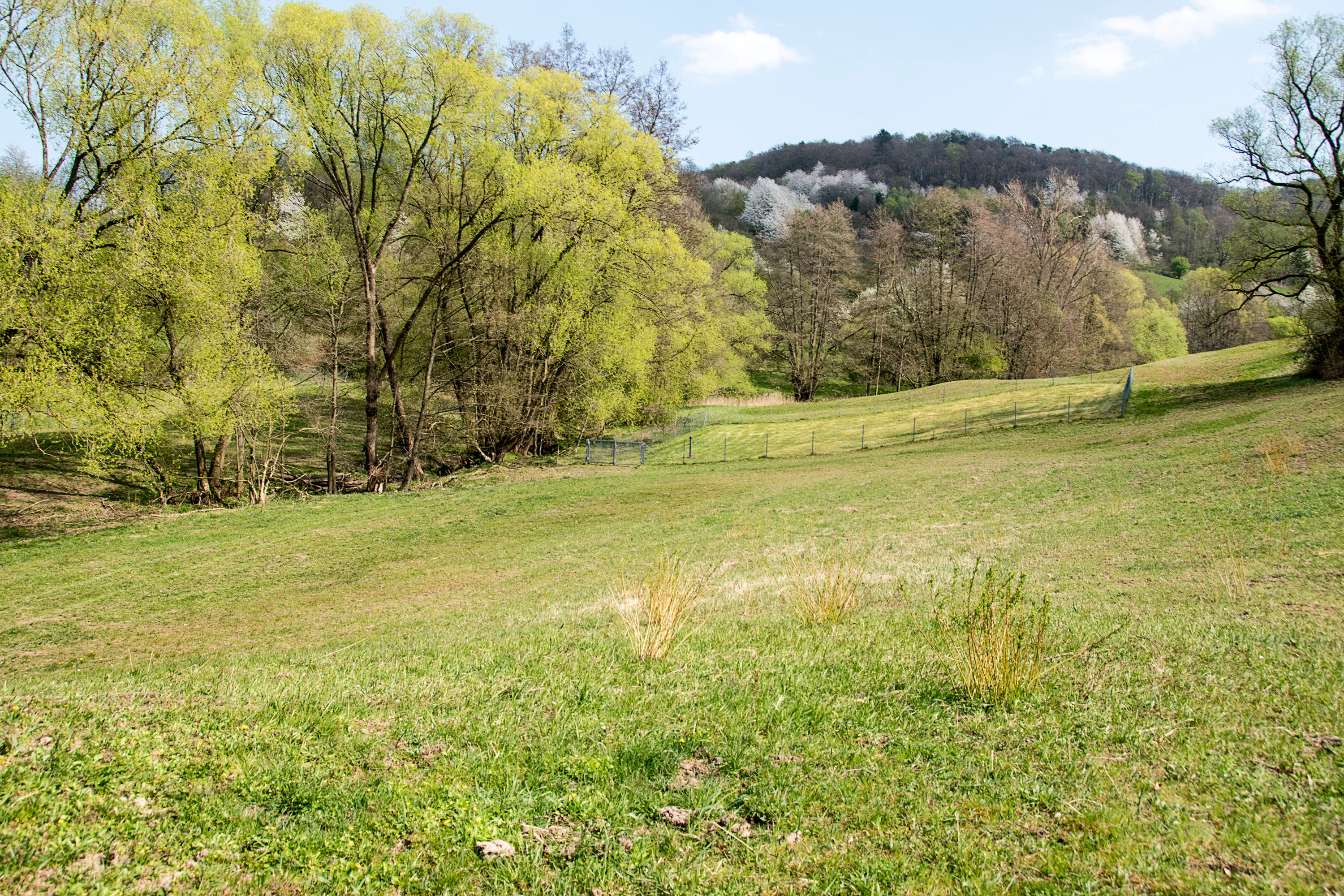A gently sloping meadow with patches of green grass under a light blue sky, bordered by deciduous trees and a wooded hillside in the distance.