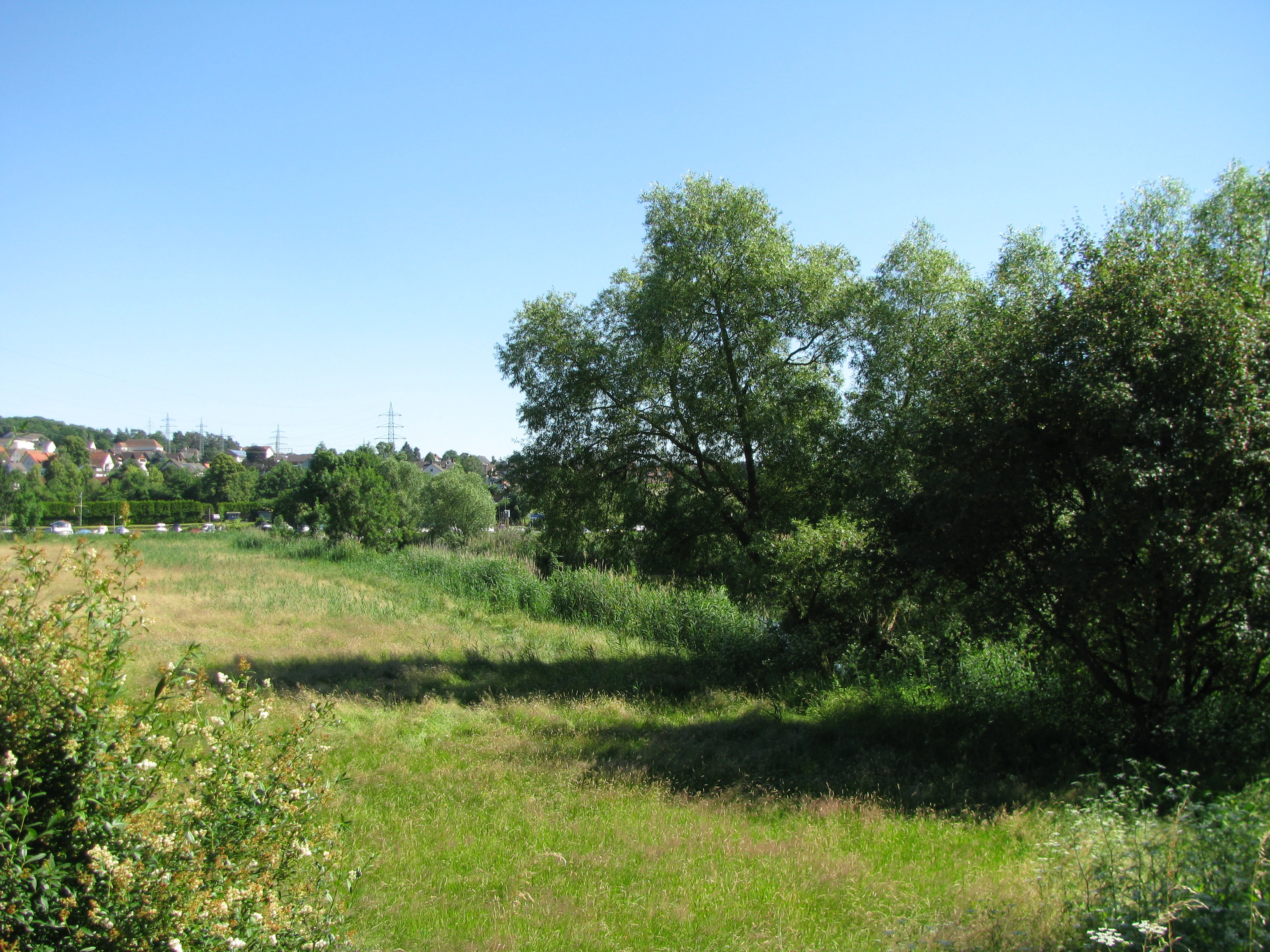 A sunny, open meadow with green grasses, surrounded by mature deciduous trees and shrubs, under a clear blue sky.