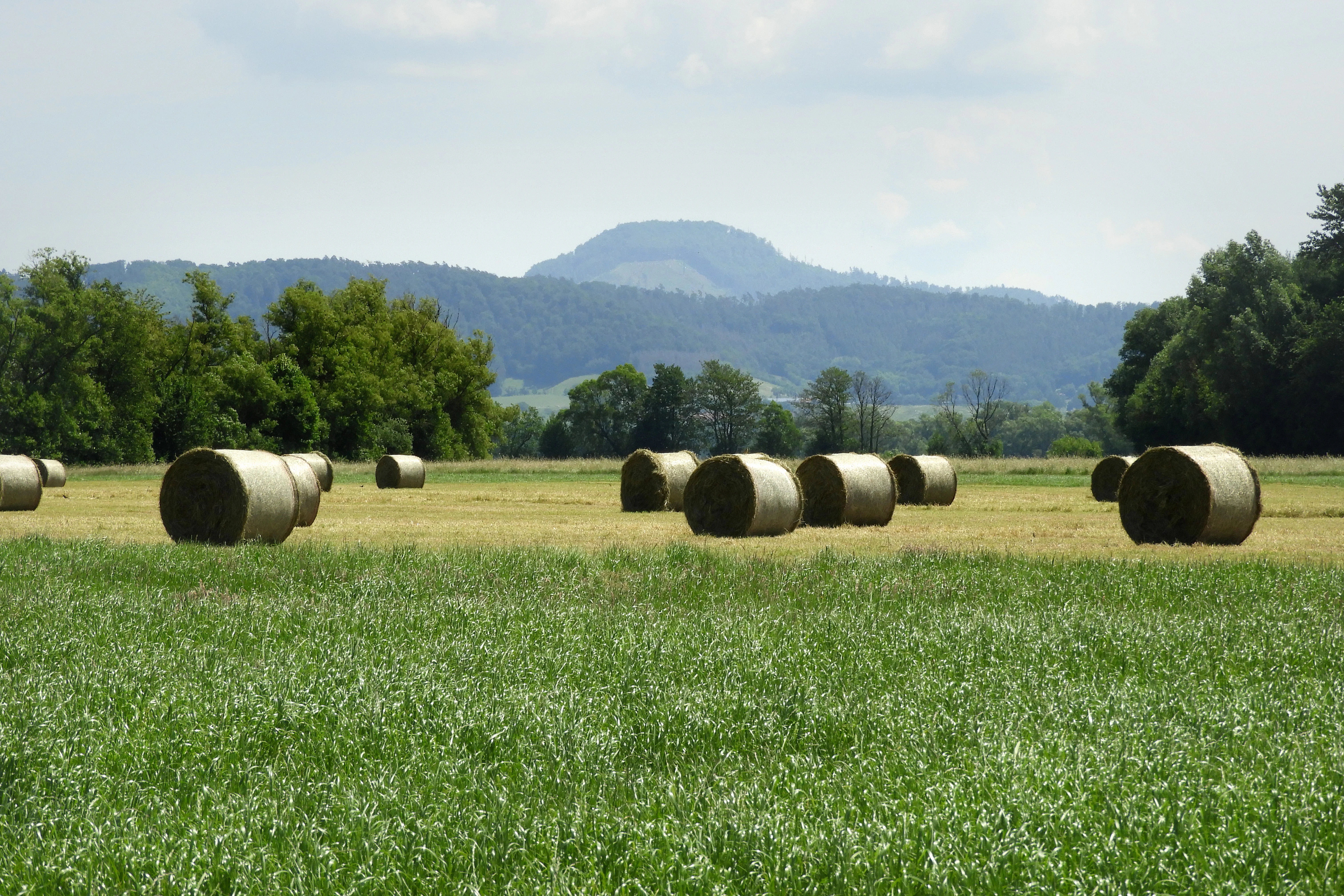 A wide view of a rural landscape with numerous round hay bales scattered across a harvested field, with a line of trees and low rolling hills in the background under a light blue sky.