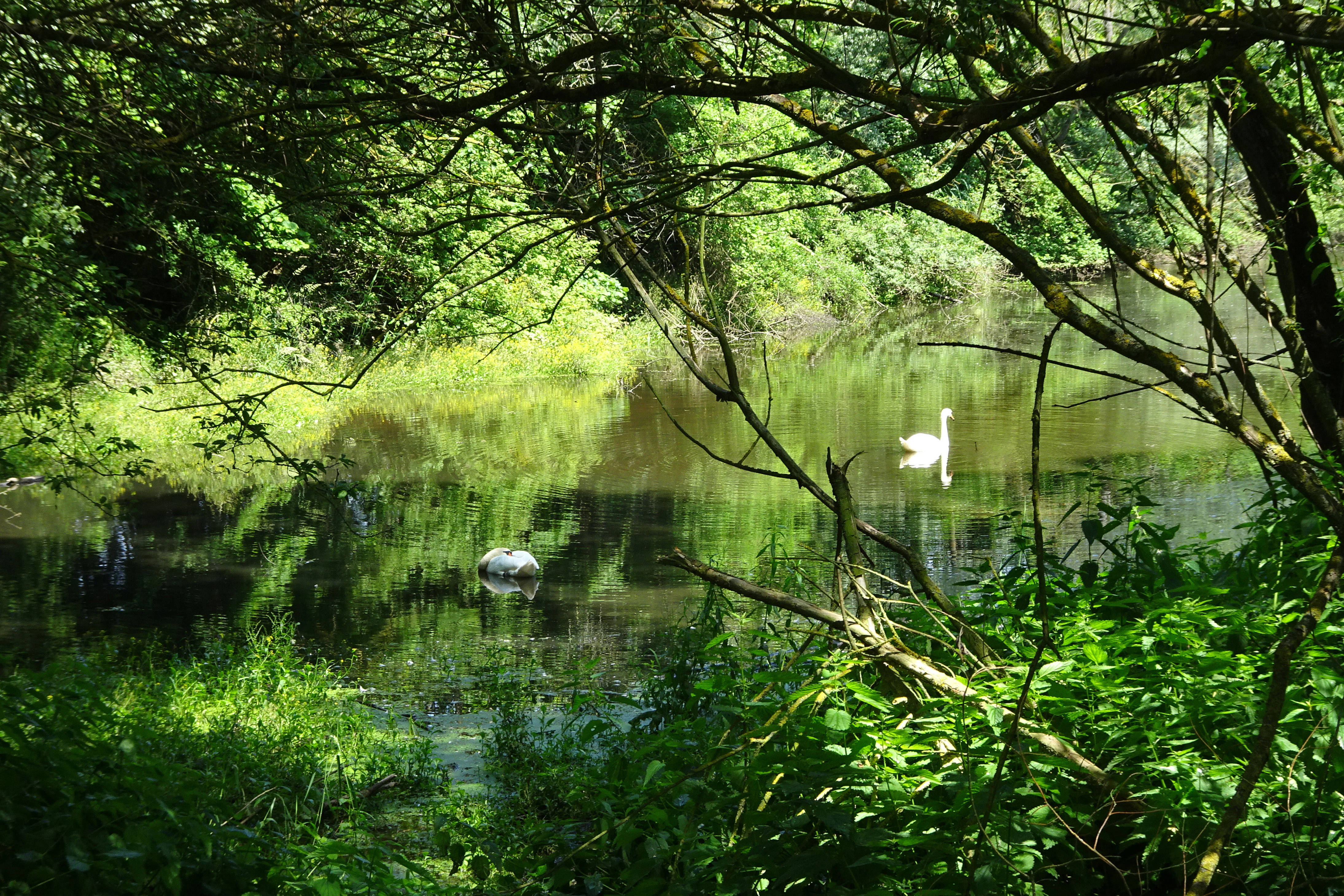 A white swan swimming on a calm river framed by overhanging tree branches and lush green vegetation.