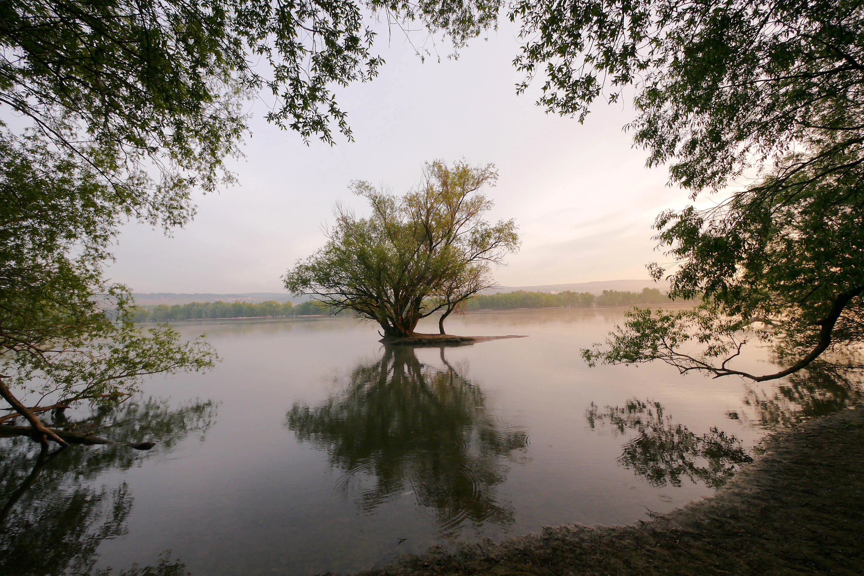 Un árbol solitario se alza en una pequeña isla en medio de un río tranquilo y reflectante, enmarcado por ramas de árboles que cuelgan en primer plano.