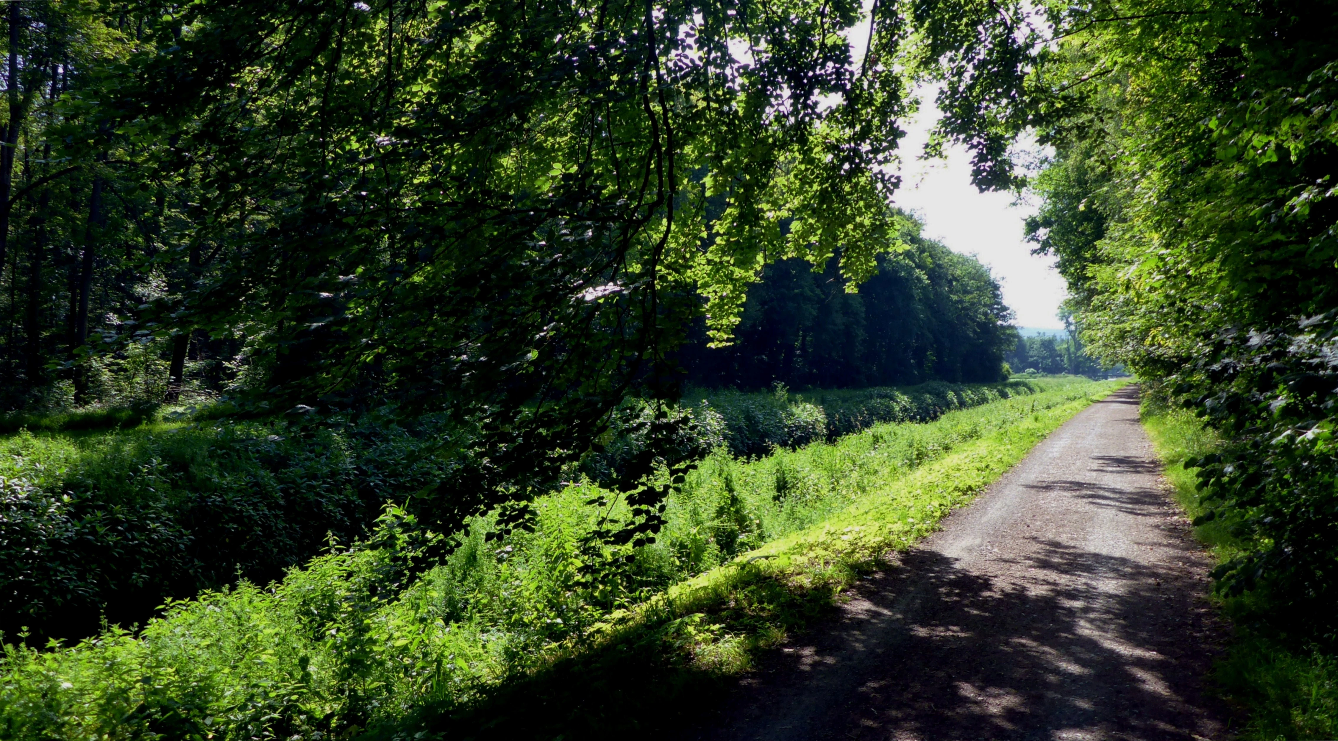 A dirt path flanked by dense green trees and vegetation on one side and a marshy, overgrown stream or canal on the other.