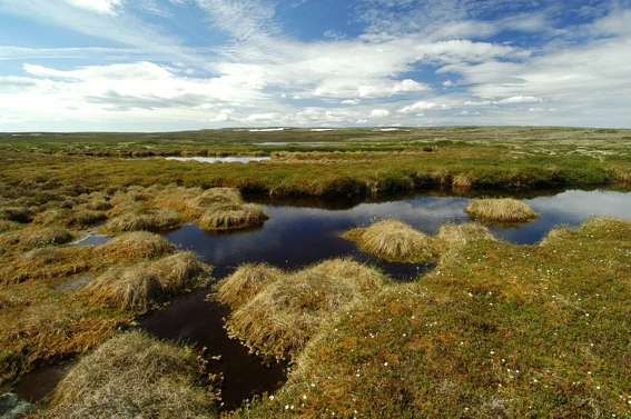 Wide landscape view of Fulufjället National Park showing a high-plain with wetland patches, grassy vegetation, and a partly cloudy sky