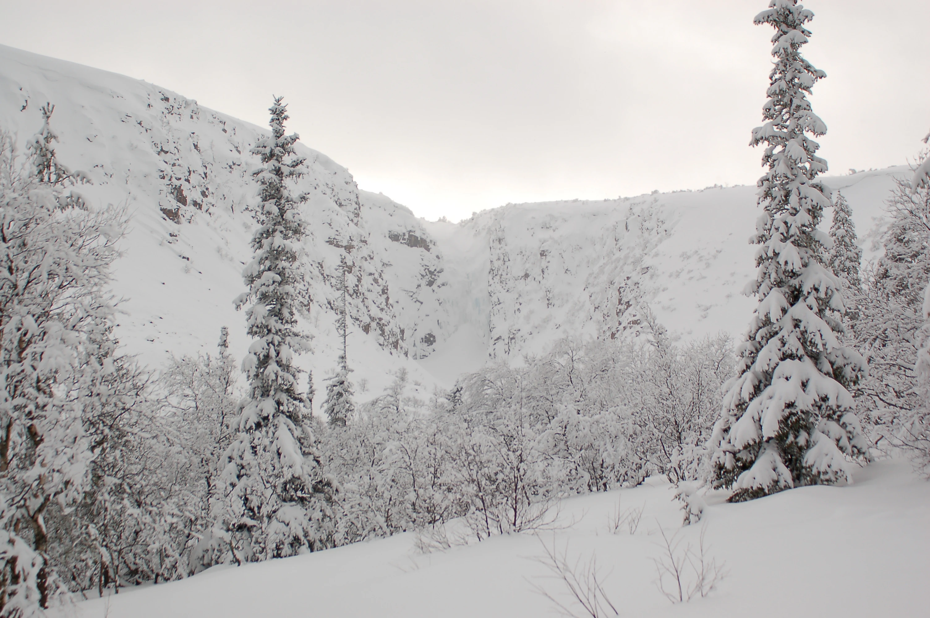 Snow-covered mountains and pine trees in a winter landscape