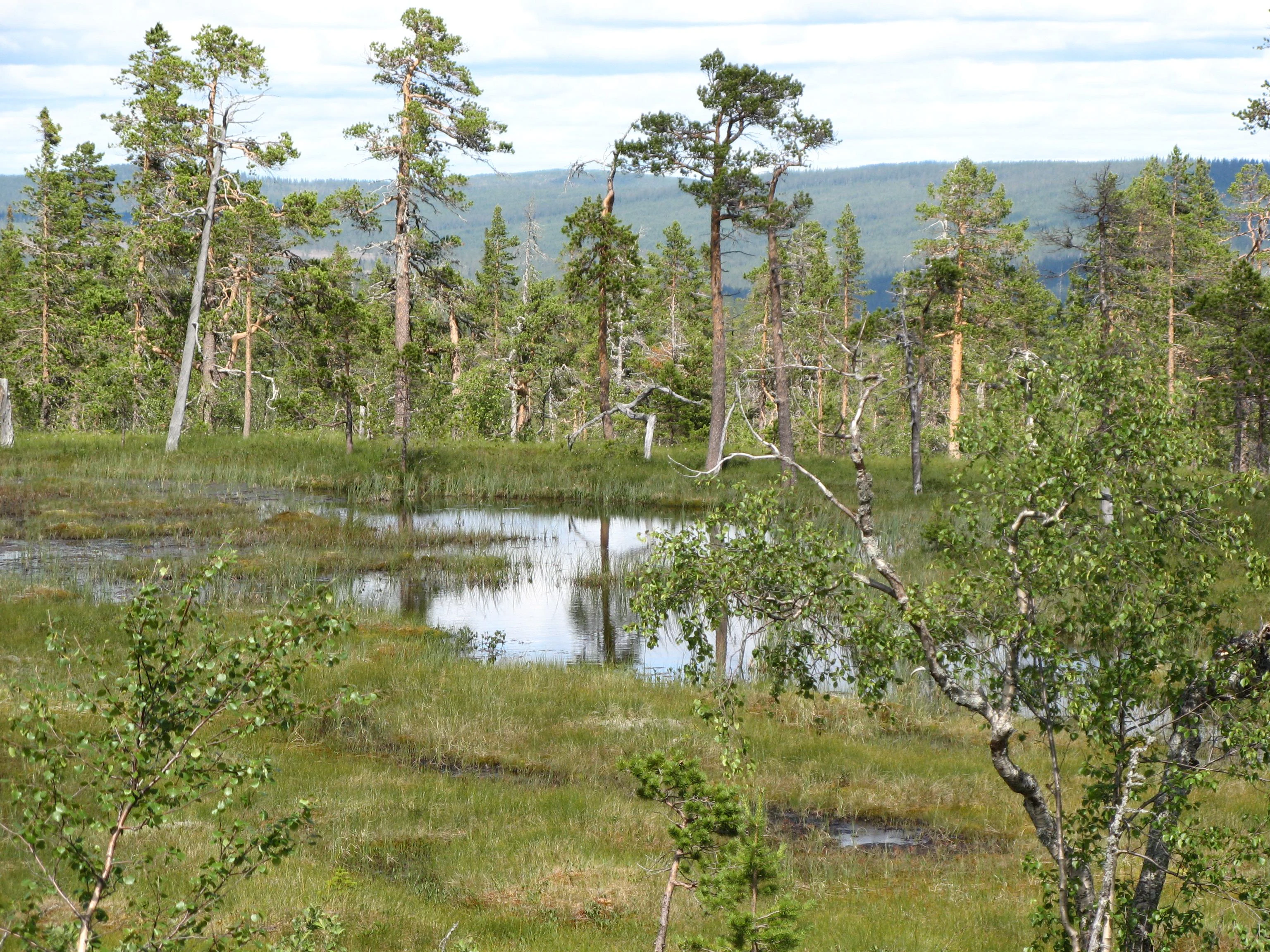 Swamp with standing water, scattered trees, and green vegetation under a partly cloudy sky.