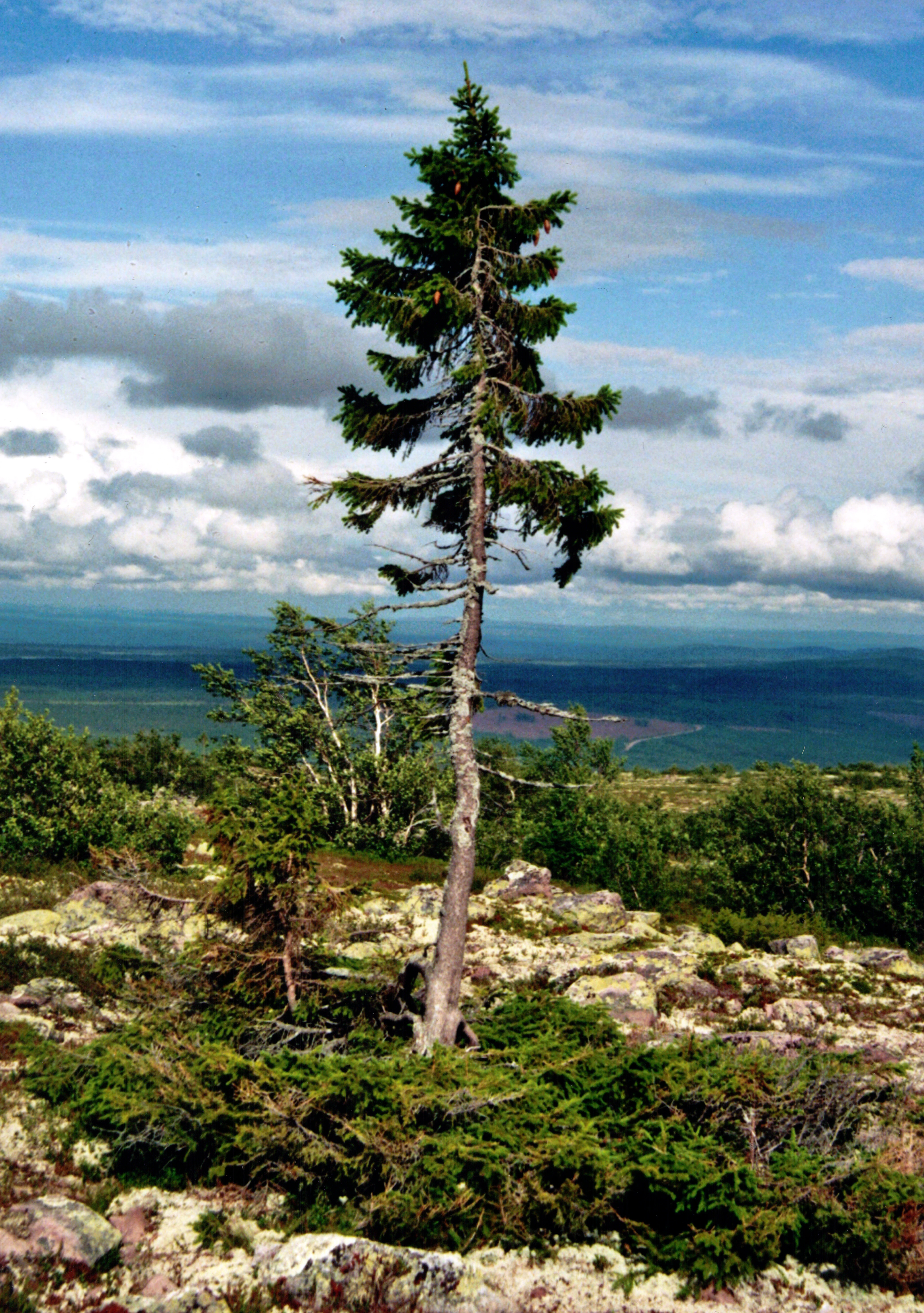 Tall Norway spruce tree on rocky terrain with low vegetation and distant mountains under a partly cloudy sky