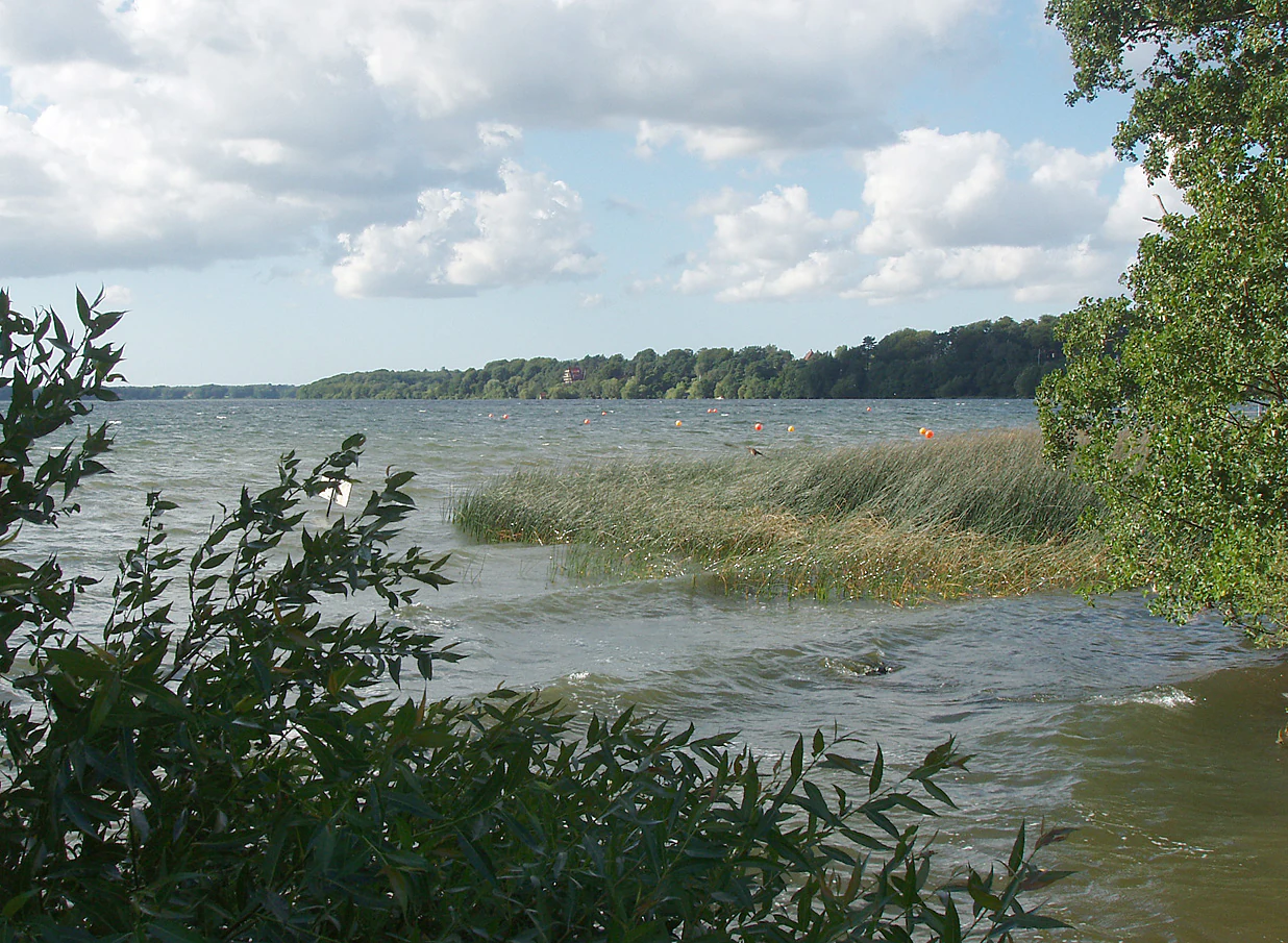 A wide view of a large lake with wavy water and reeds along the shore, framed by foliage in the foreground and a forested shoreline in the distance under a cloudy sky.