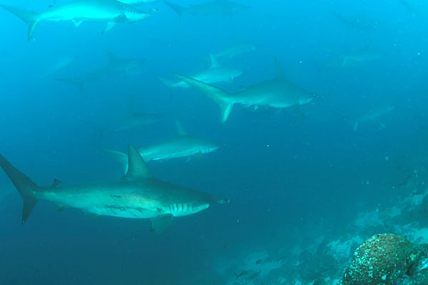 Escena submarina con varios tiburones martillo nadando en aguas azules con un lecho rocoso de fondo