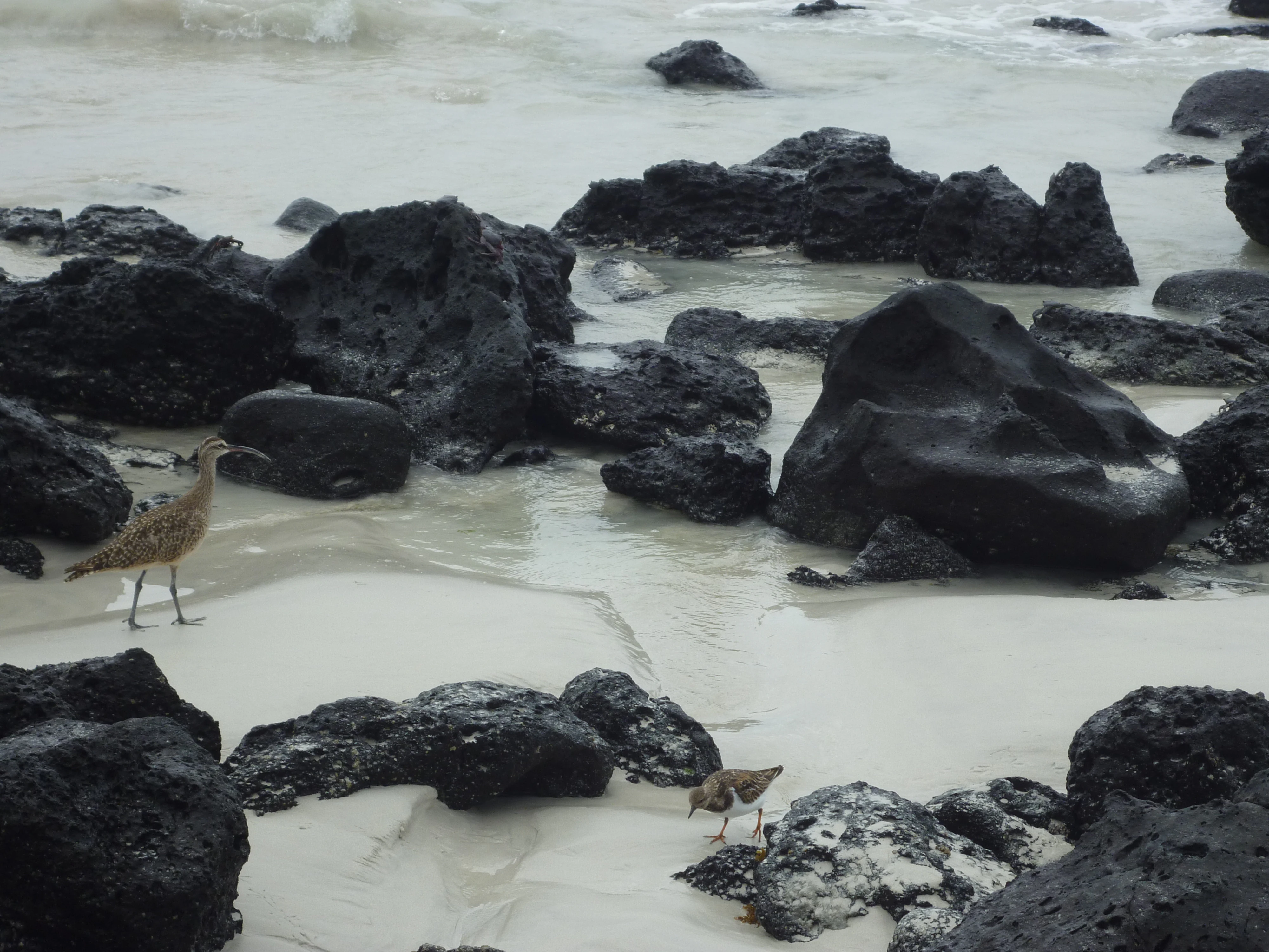 Dos pájaros caminando por una playa de arena con rocas volcánicas oscuras y agua poco profunda