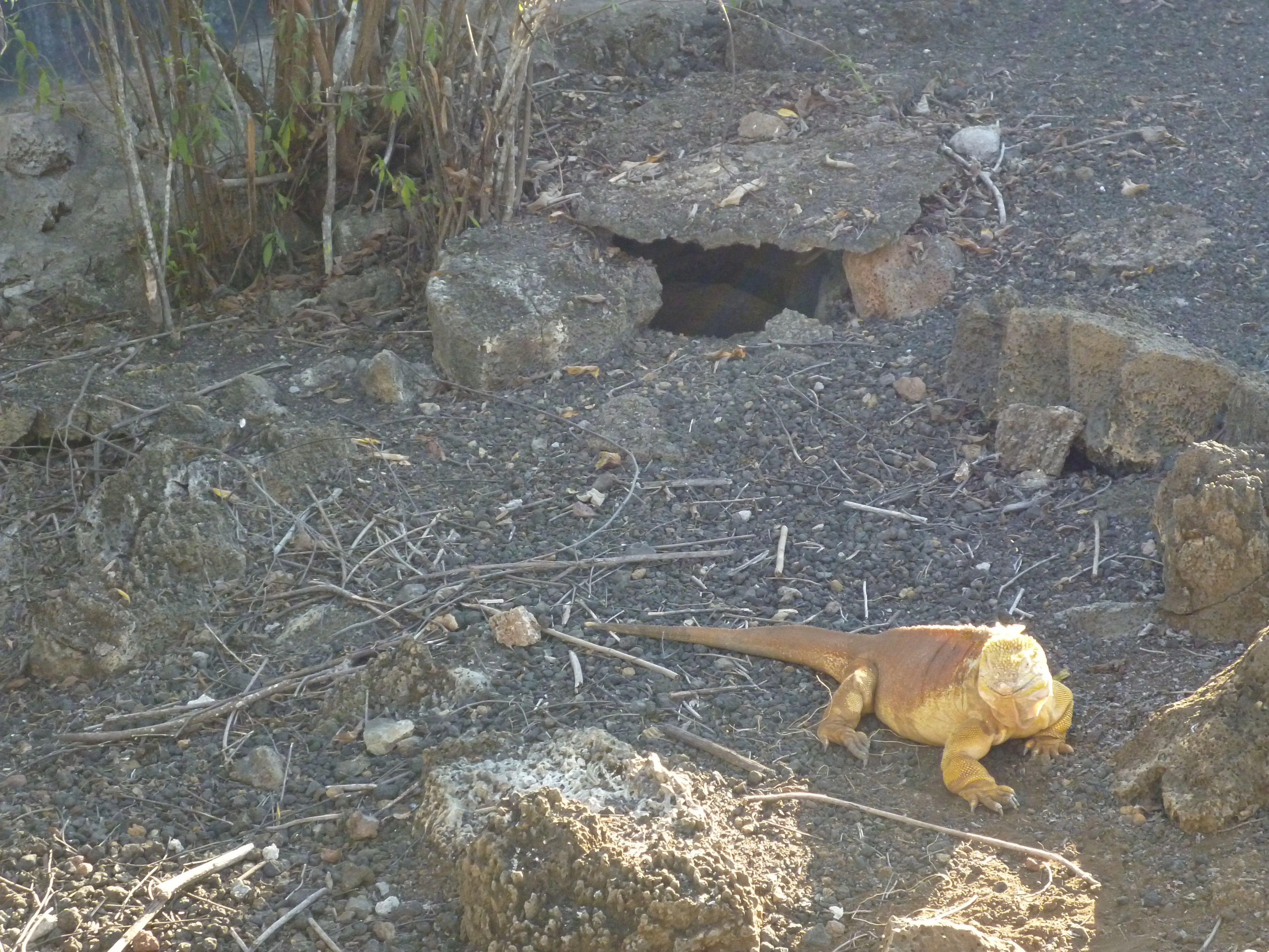 Iguana de tierra amarilla sobre suelo rocoso con vegetación escasa y la entrada de una madriguera