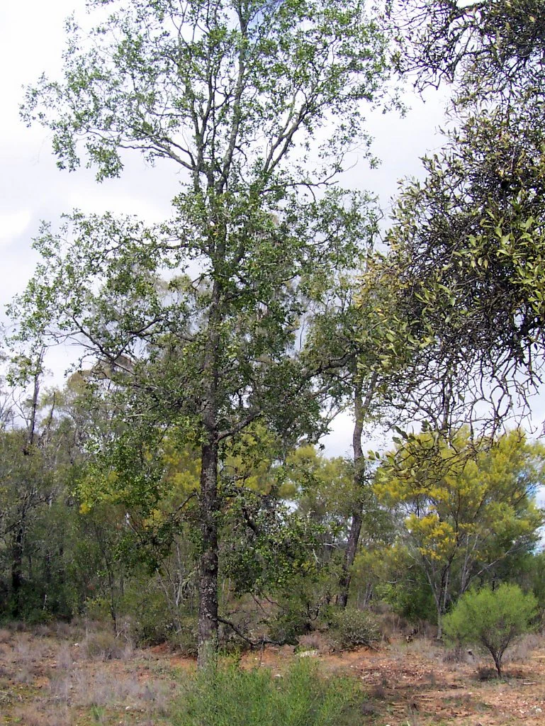 A tall Ooline tree with textured bark and green leaves standing in a dry, open woodland habitat with scrubby vegetation.