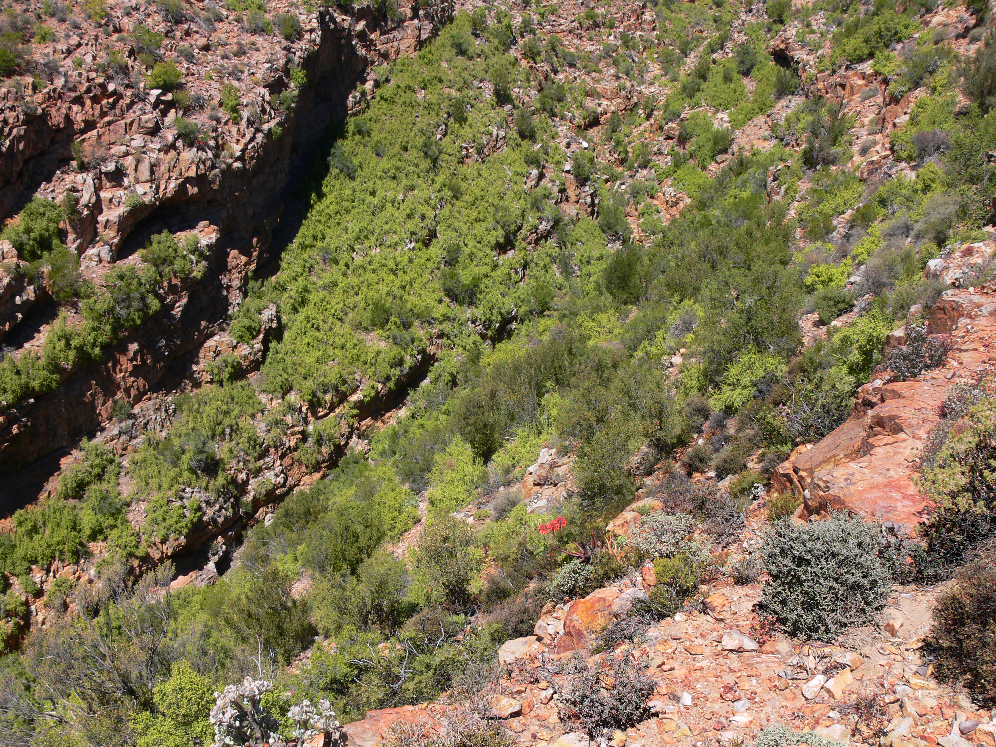 A high-angle view looking down into a rocky, steep-sided canyon filled with dense green shrubbery and trees, with exposed red rock faces along the side.
