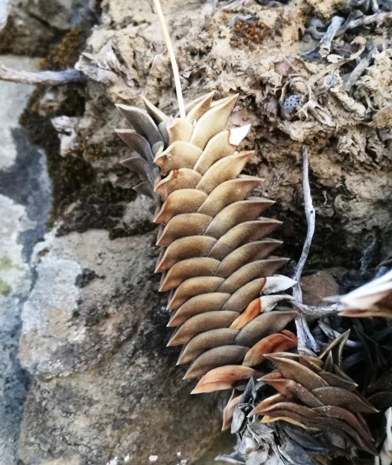 A close-up view of a Haworthia viscosa plant with triangular, stacked leaves growing out of a rocky crevice.