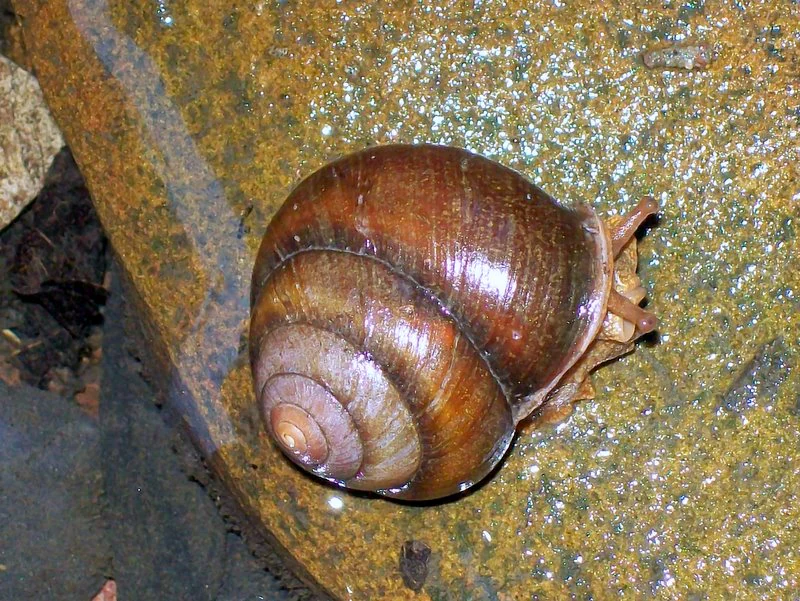 A close up view of a brown, coiled land snail resting on a wet, brownish-gold rock surface.