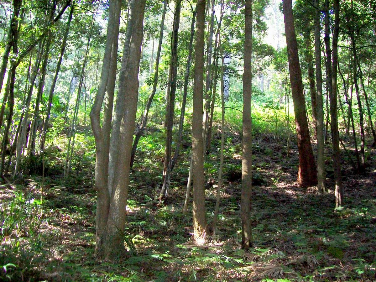 Looking into a sun-dappled temperate rainforest in Garawarra State Conservation Area with tall, thin Sassafras tree trunks and lush undergrowth.
