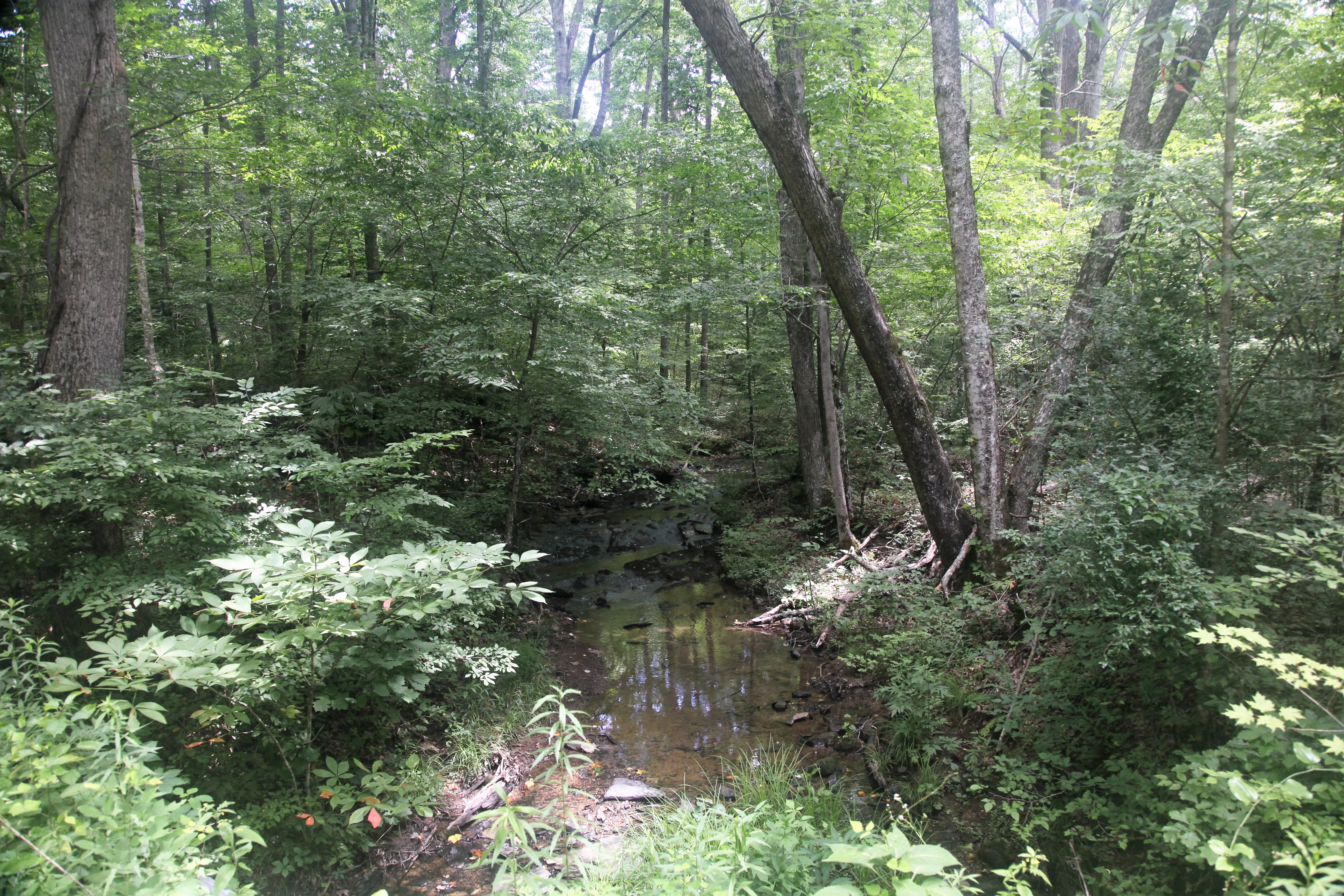 A small, calm creek flows through a dense, green deciduous forest under a canopy of trees.