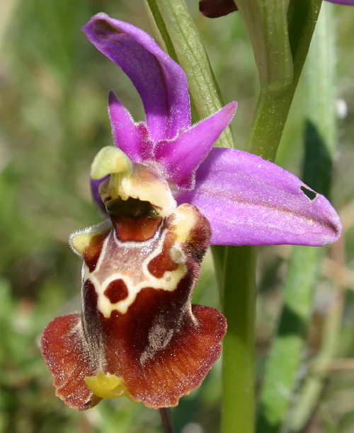 Purple and brown orchid flower with distinctive patterned petals and central structure