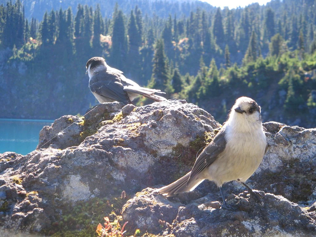 Two Grey Jays at Garibaldi Lake