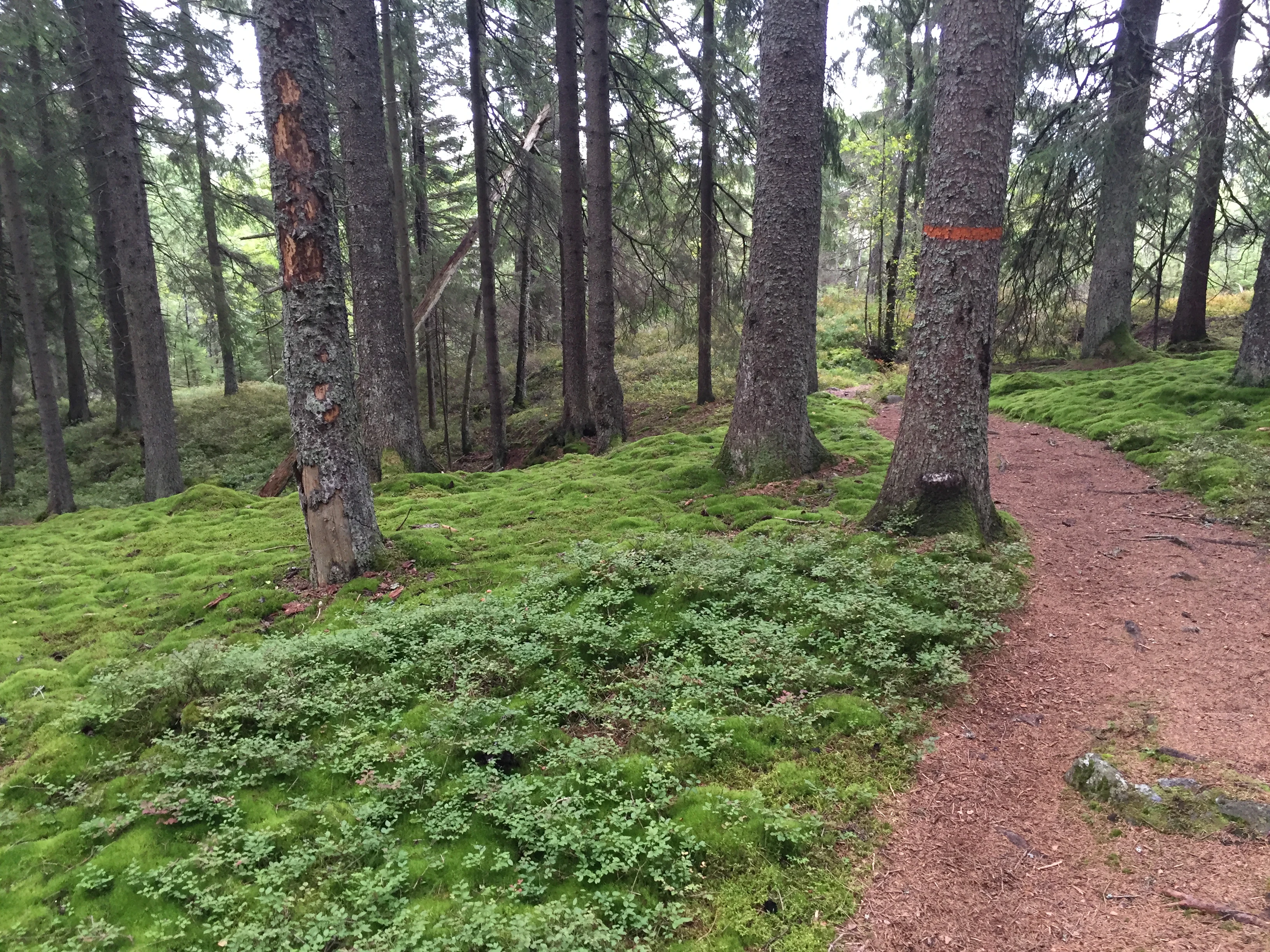 Dirt path through a forest with moss-covered ground and tall trees.
