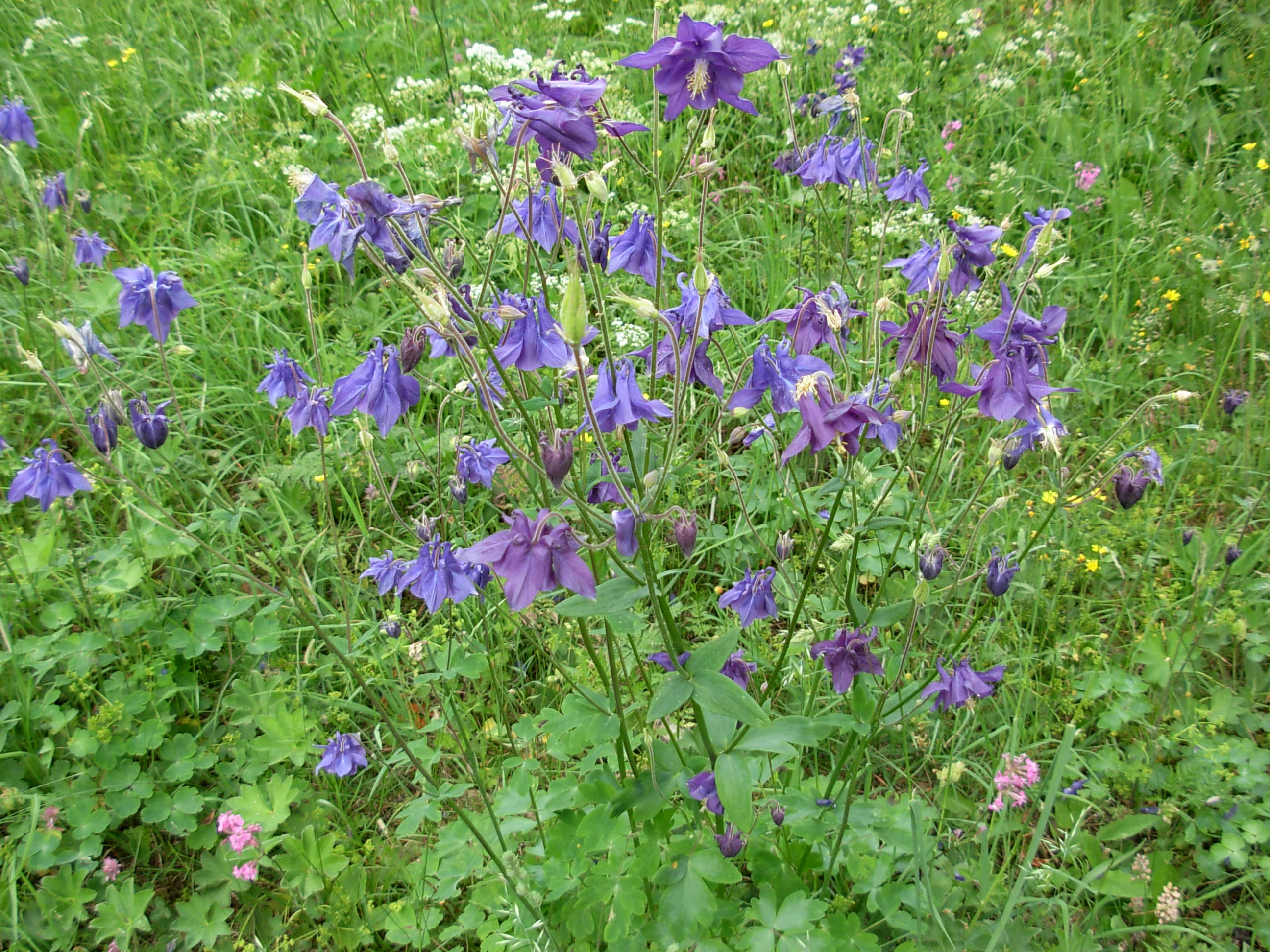 Close-up of purple flowers with green foliage in a meadow