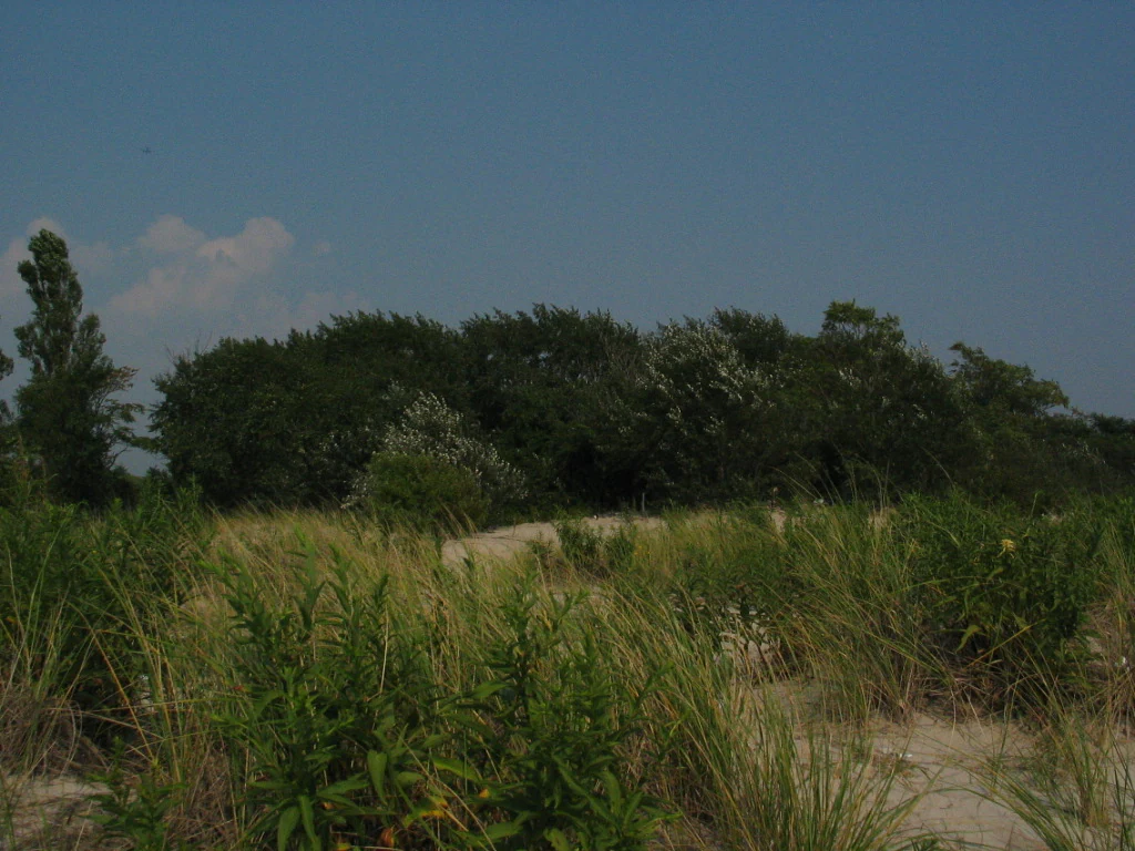 A view of low coastal dunes covered in tall grasses and shrubs under a clear blue sky, with a dark line of trees in the background.