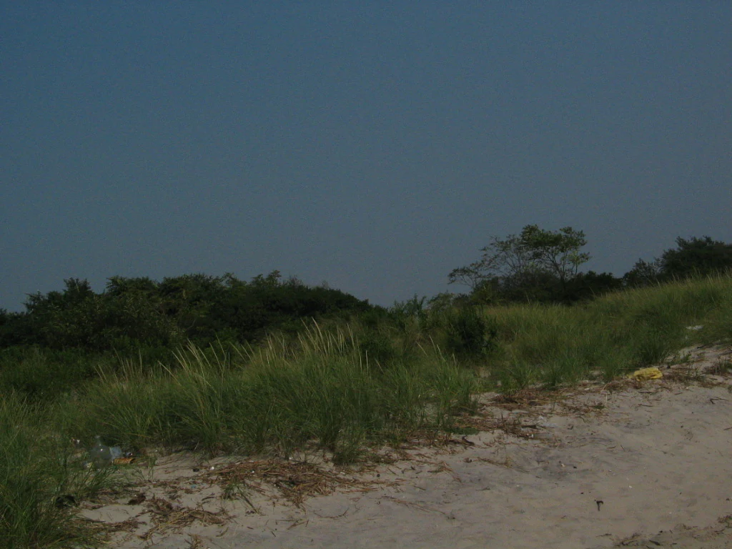 A view of tall beach grasses and low-lying shrubs growing behind a sandy beach under a clear sky.