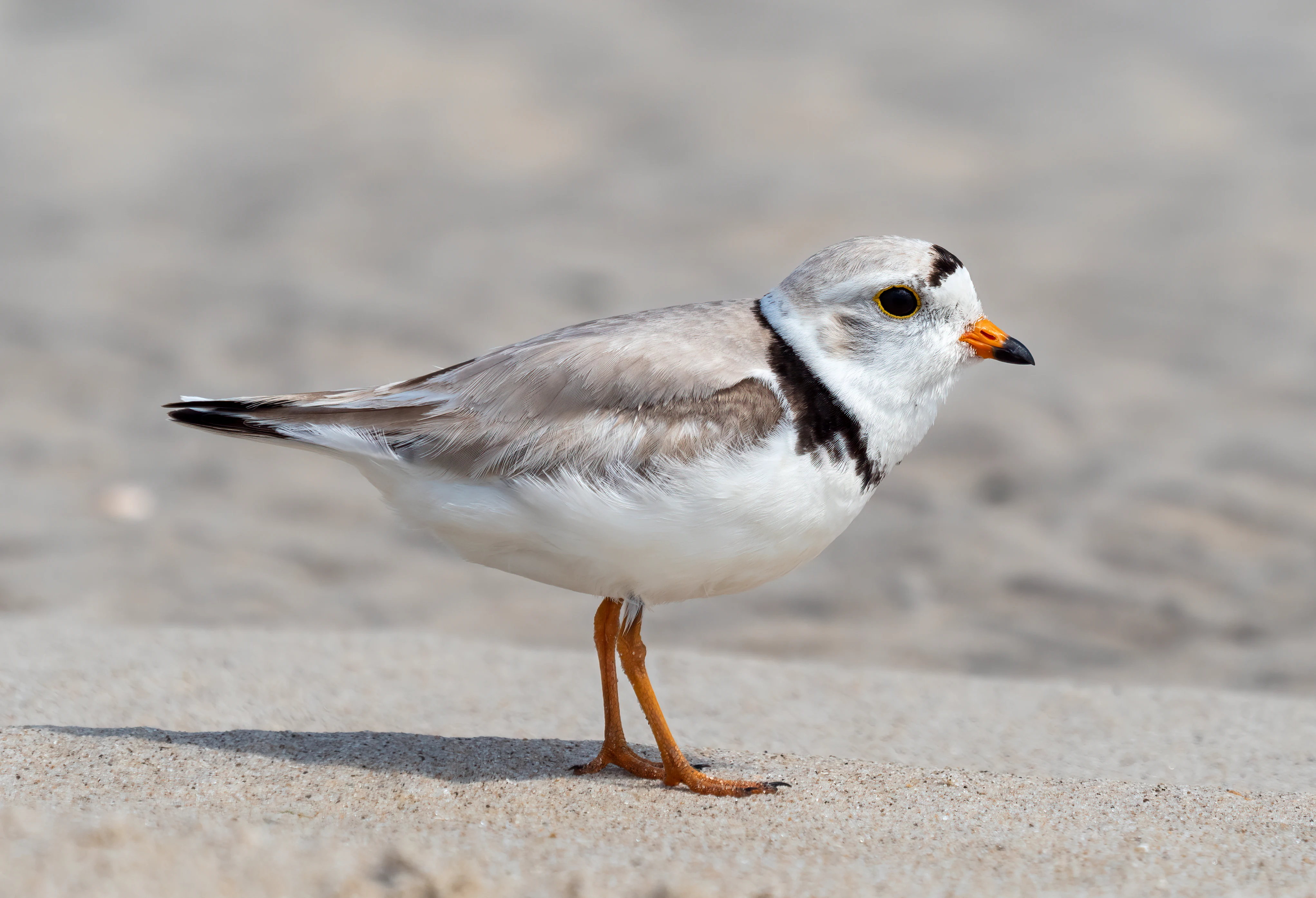 A piping plover, a small pale shorebird with orange legs and a thin black collar, stands on sandy ground.