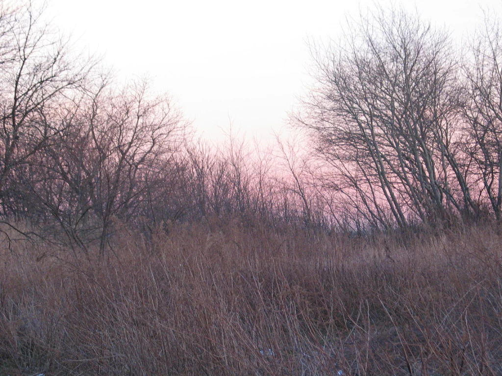 Bare deciduous trees and dry golden grasses in a field at twilight.