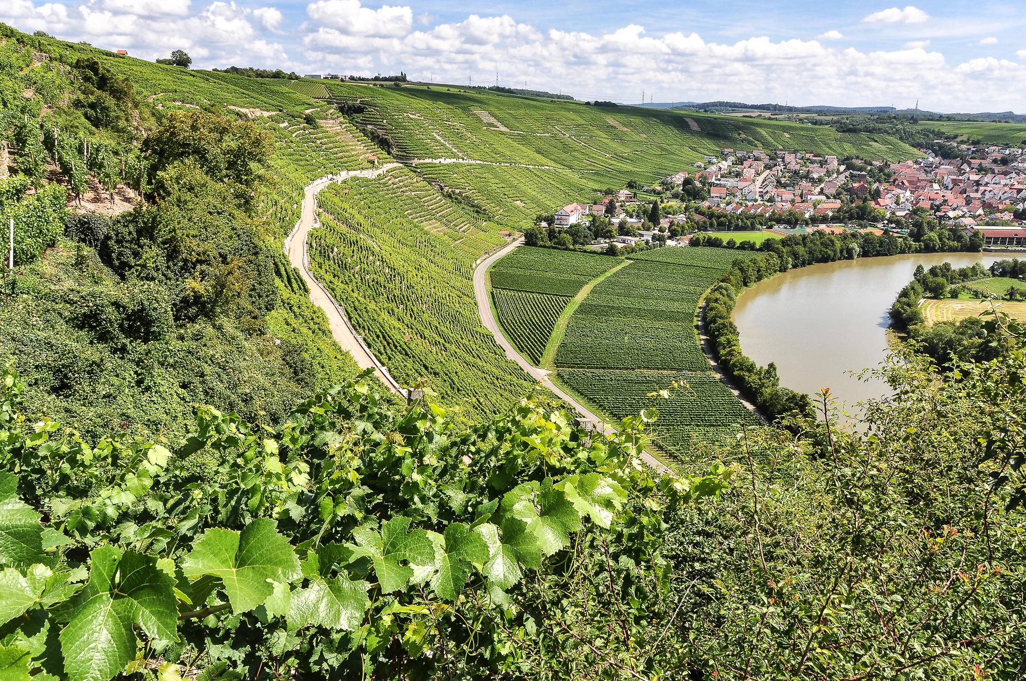 Vista panorámica en ángulo elevado de laderas de viñedos en terrazas en una colina, que descienden hacia el río Neckar serpenteante y un pequeño pueblo al fondo bajo un cielo azul con nubes.