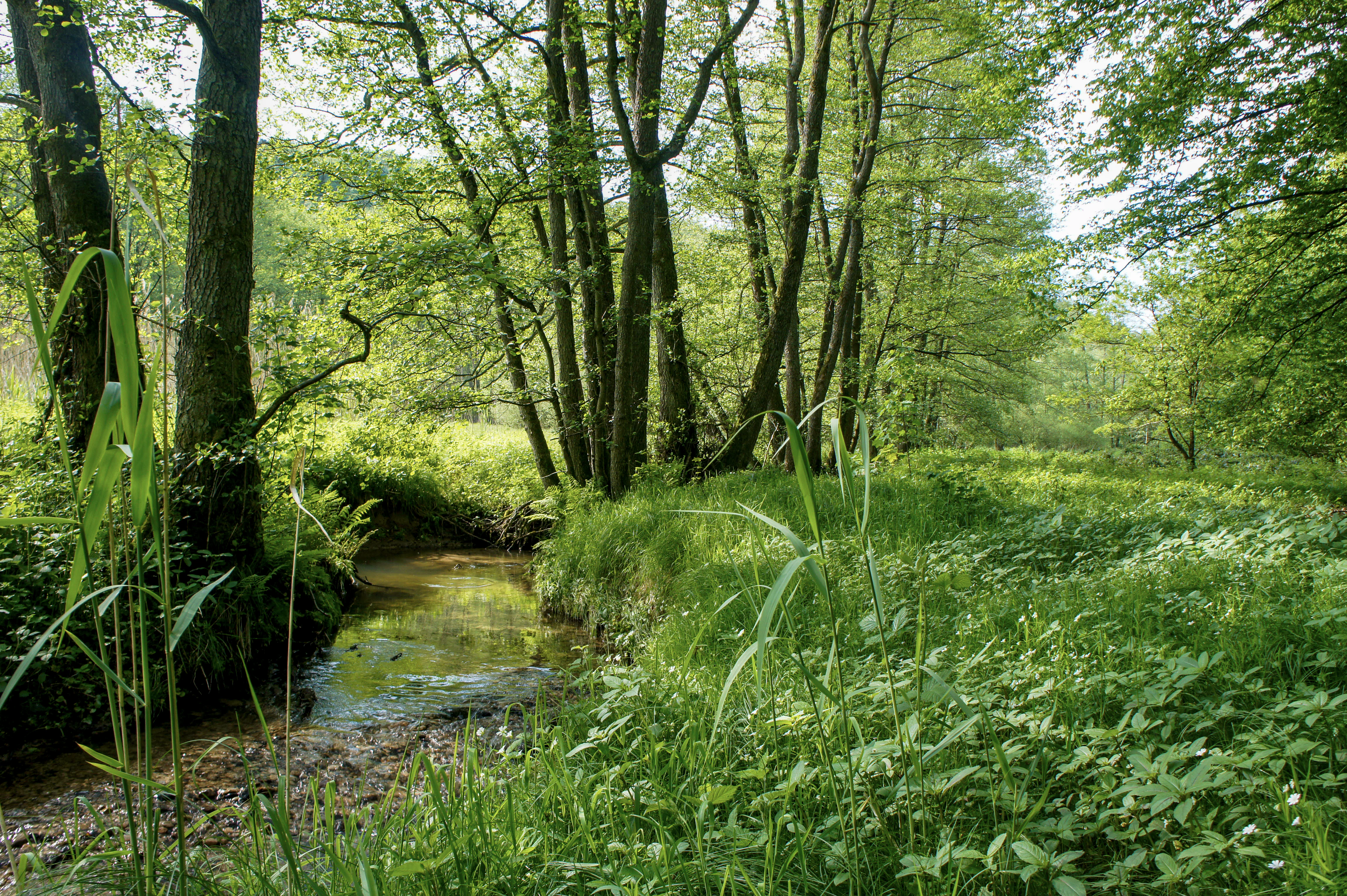 A small, quiet stream flowing through a grassy meadow bordered by a line of deciduous trees in a valley.
