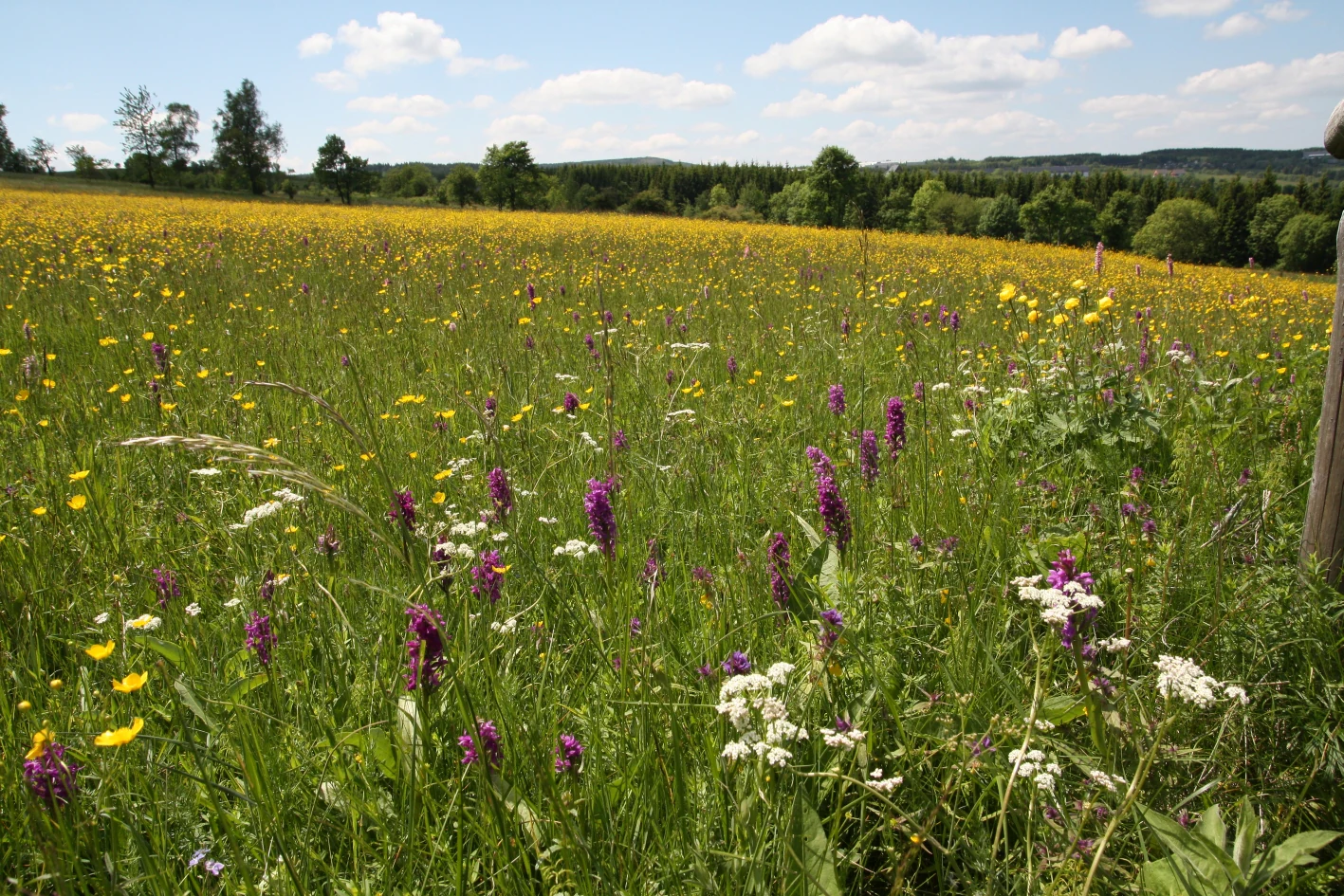 A wide, sunny mountain meadow in spring, filled with yellow buttercups and purple orchids in the foreground, with trees and a forest edge in the background.
