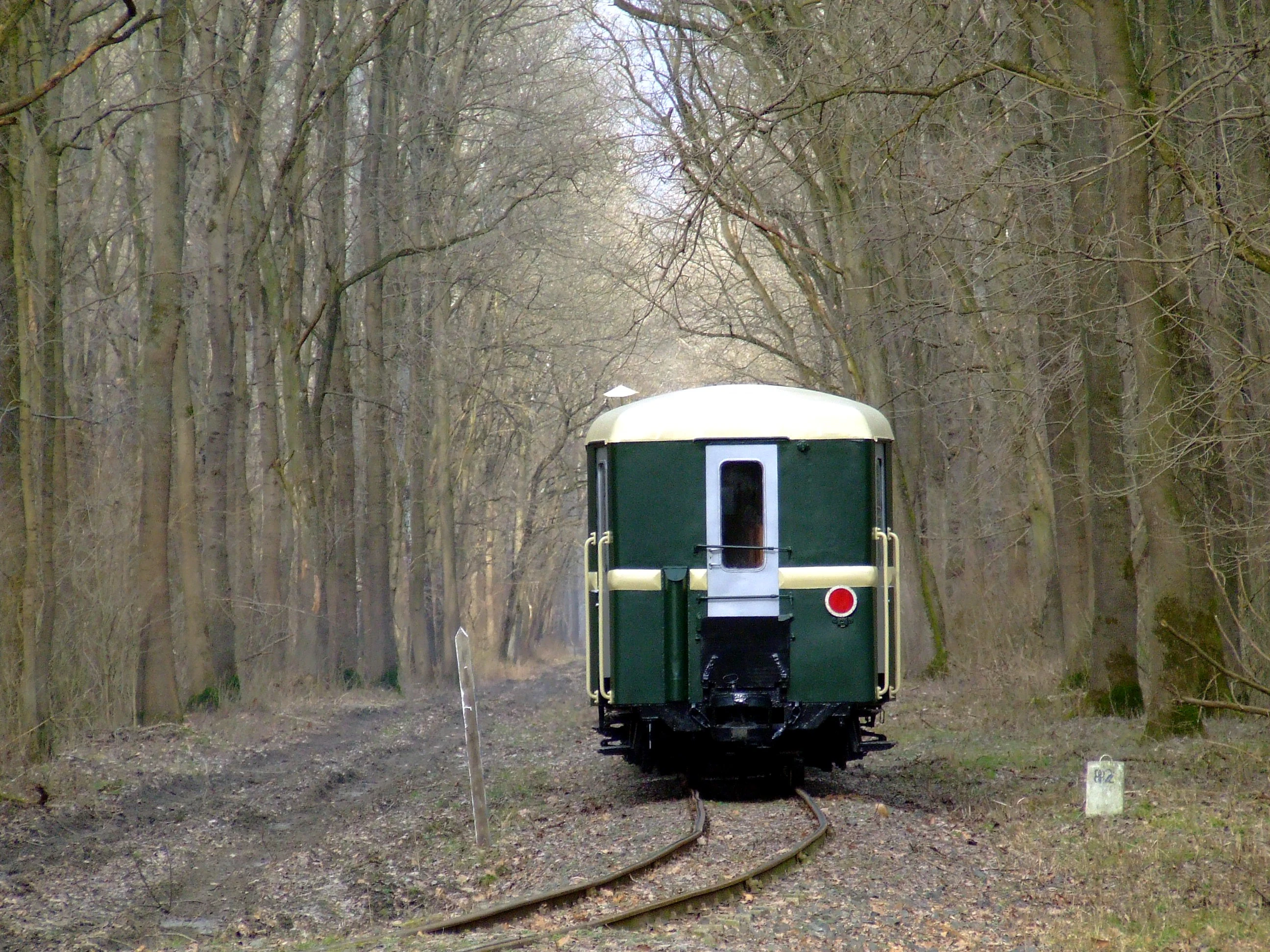 Un vagón de pasajeros de vía estrecha de color verde y crema circulando por las vías a través de un bosque denso y sin hojas.