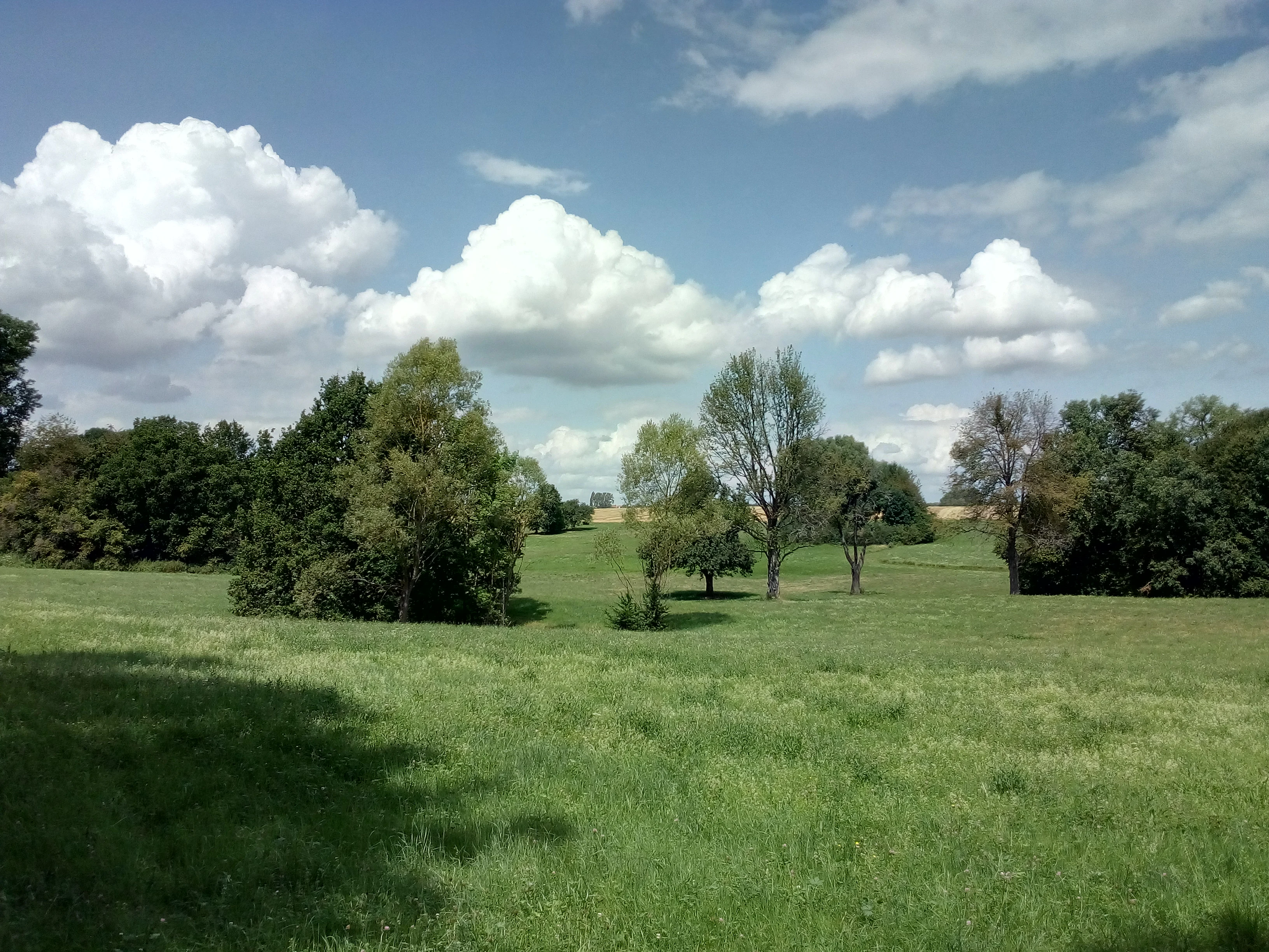 A green, open meadow with scattered trees and shrubs under a sky with fluffy cumulus clouds.