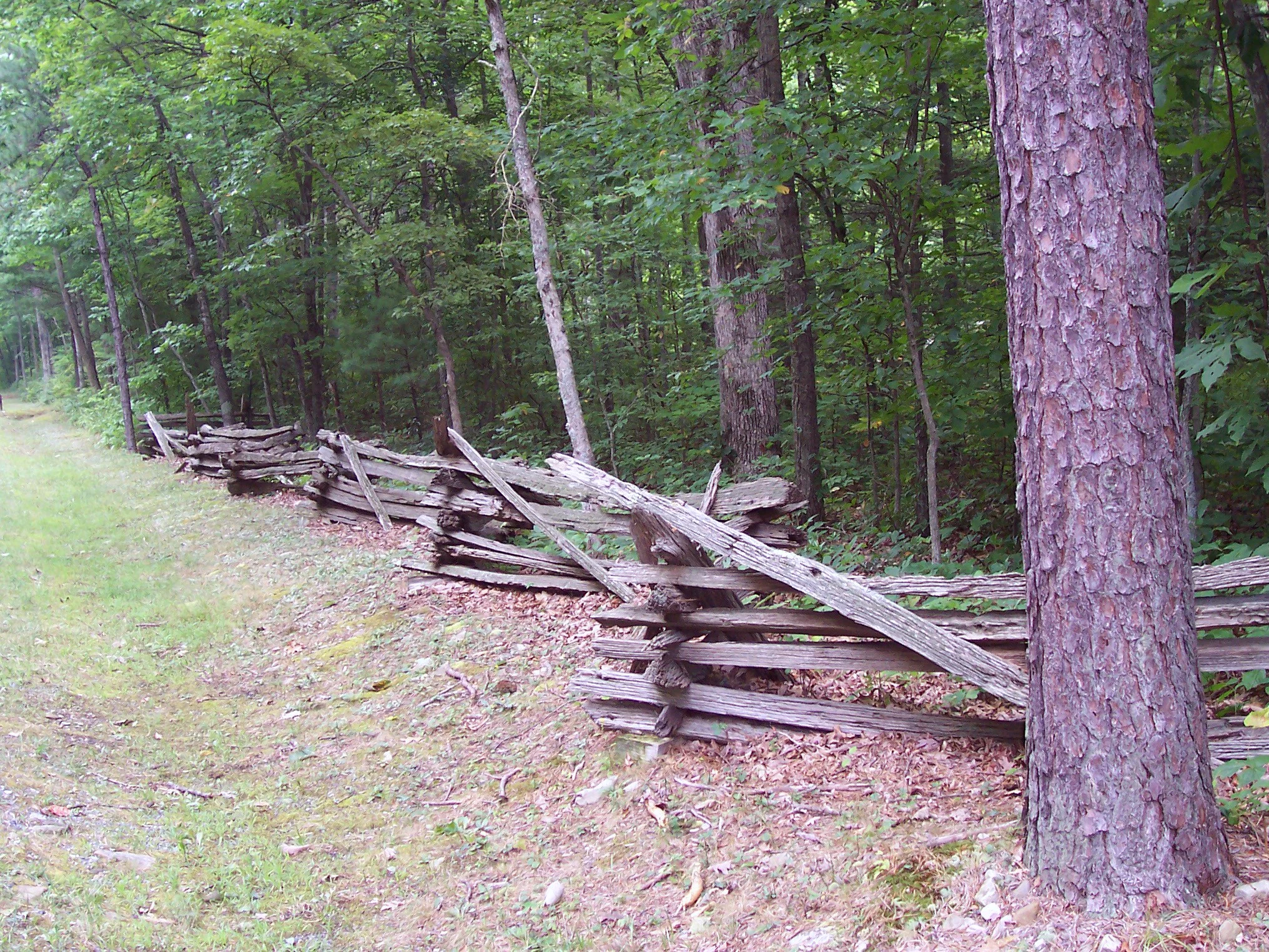 A weathered wooden split rail fence runs alongside a forest edge with a large pine tree in the foreground.