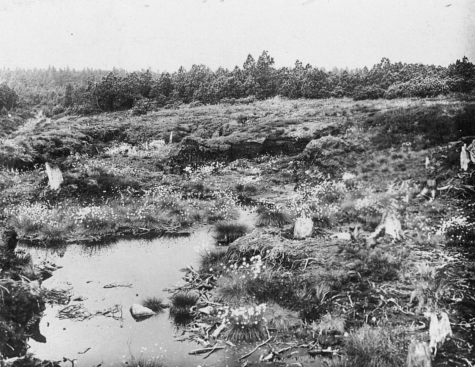 A black and white archival photograph showing a marshy, uneven moorland landscape with scattered low vegetation, small pools of water, and a tree-lined horizon.