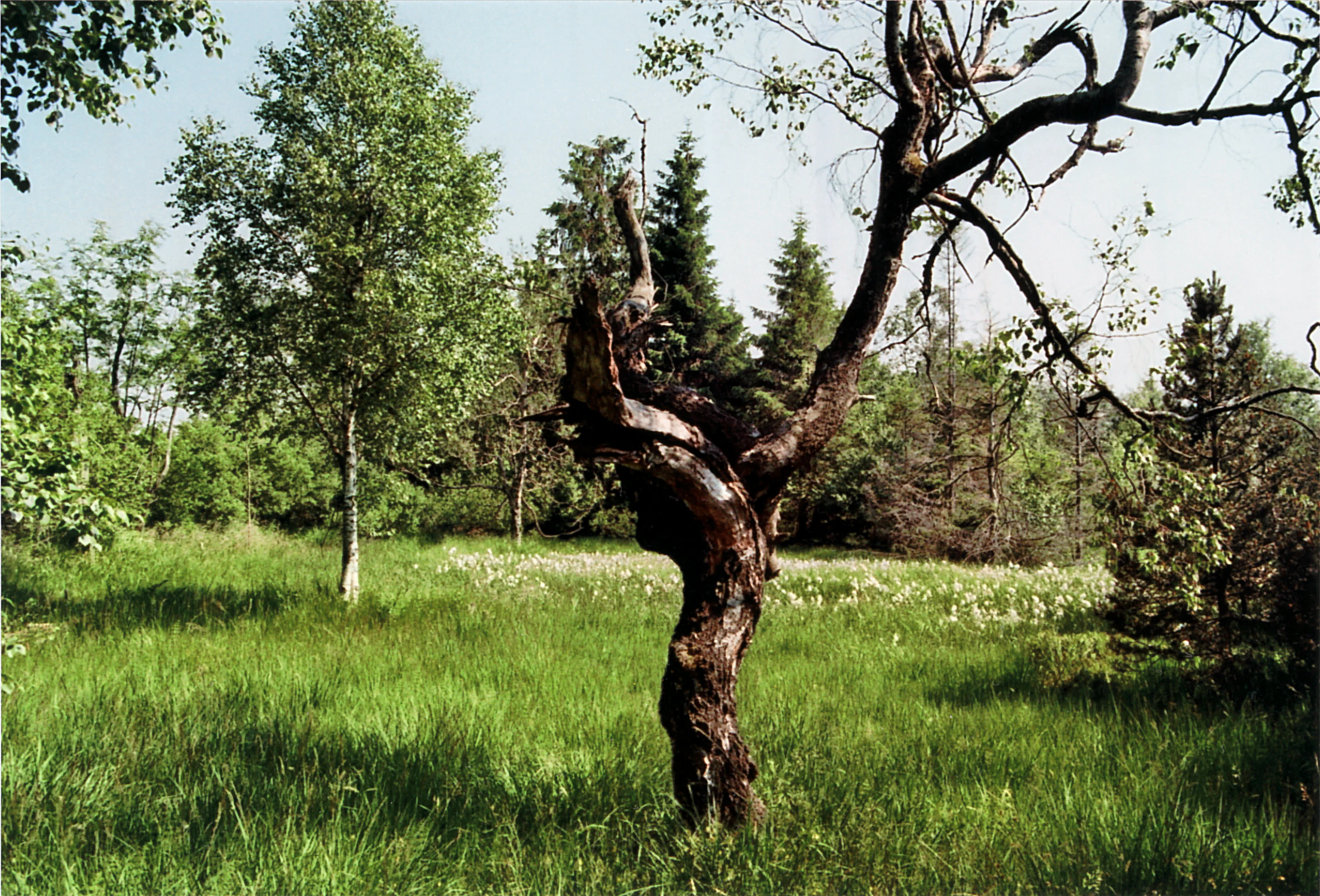 A gnarled, dark-barked tree stands in the foreground of a green meadow, with sparse trees and conifers in the background under a light sky.