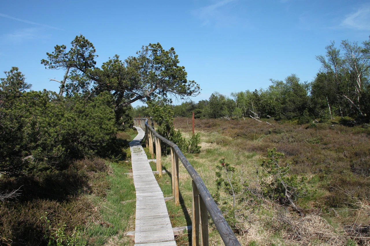 A wooden boardwalk with a single handrail leading through a low lying boggy landscape with scrubby trees and shrubs under a clear blue sky.