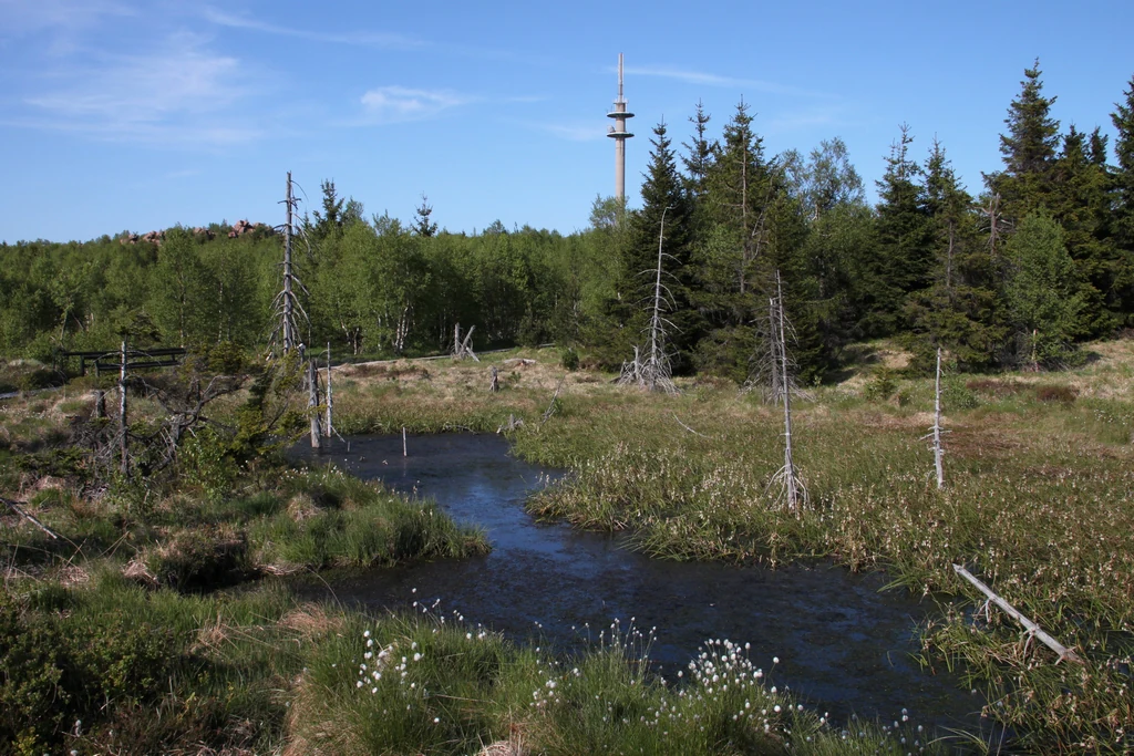 A peat bog landscape in Germany featuring a small dark pond in the foreground, surrounded by grassy wetlands and a forest edge with a tall telecommunications tower rising above the trees in the background.
