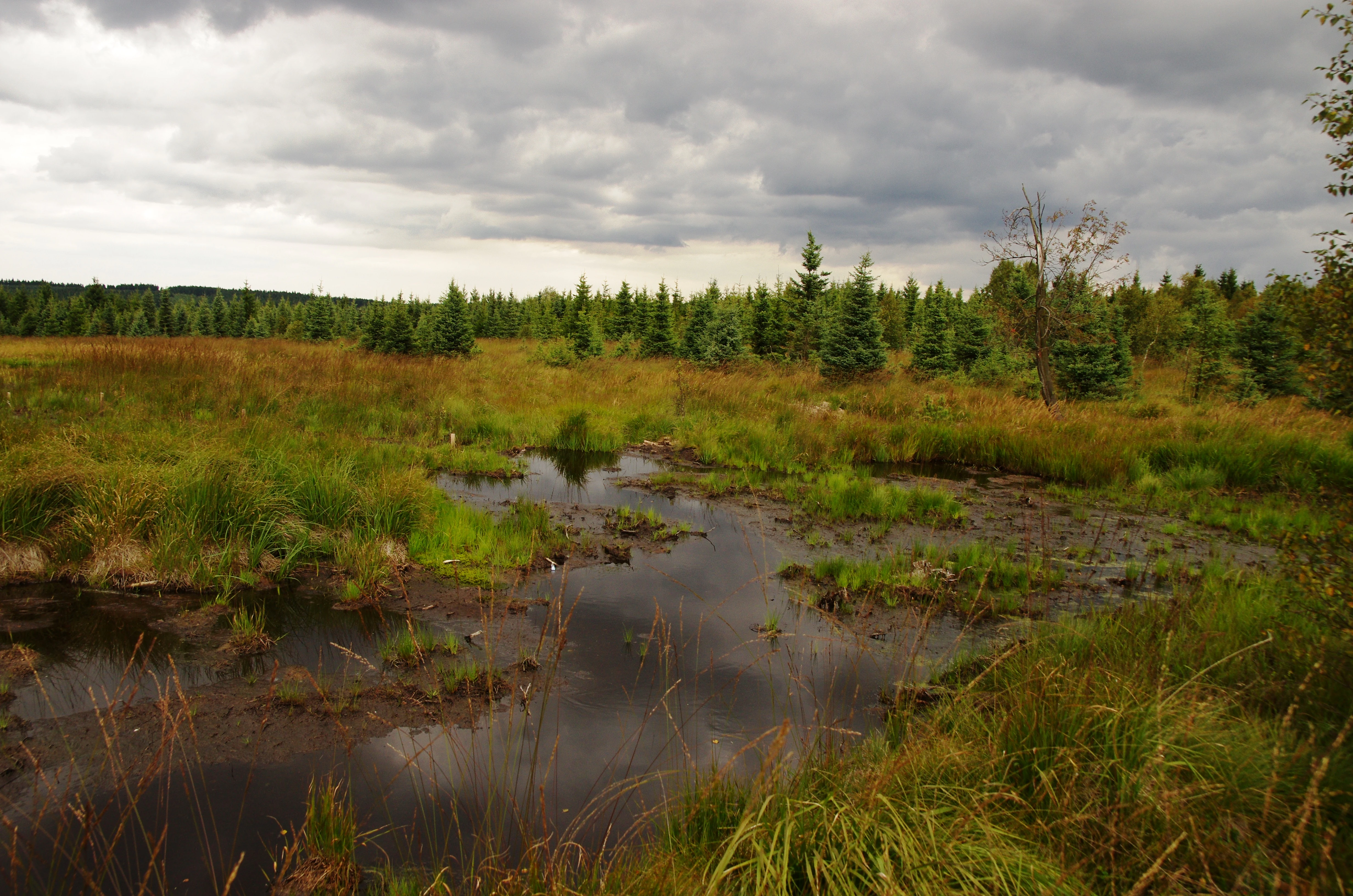 A landscape view of a peat bog with small pools of dark water, surrounded by marshy grasses and a line of evergreen coniferous trees under a cloudy sky.