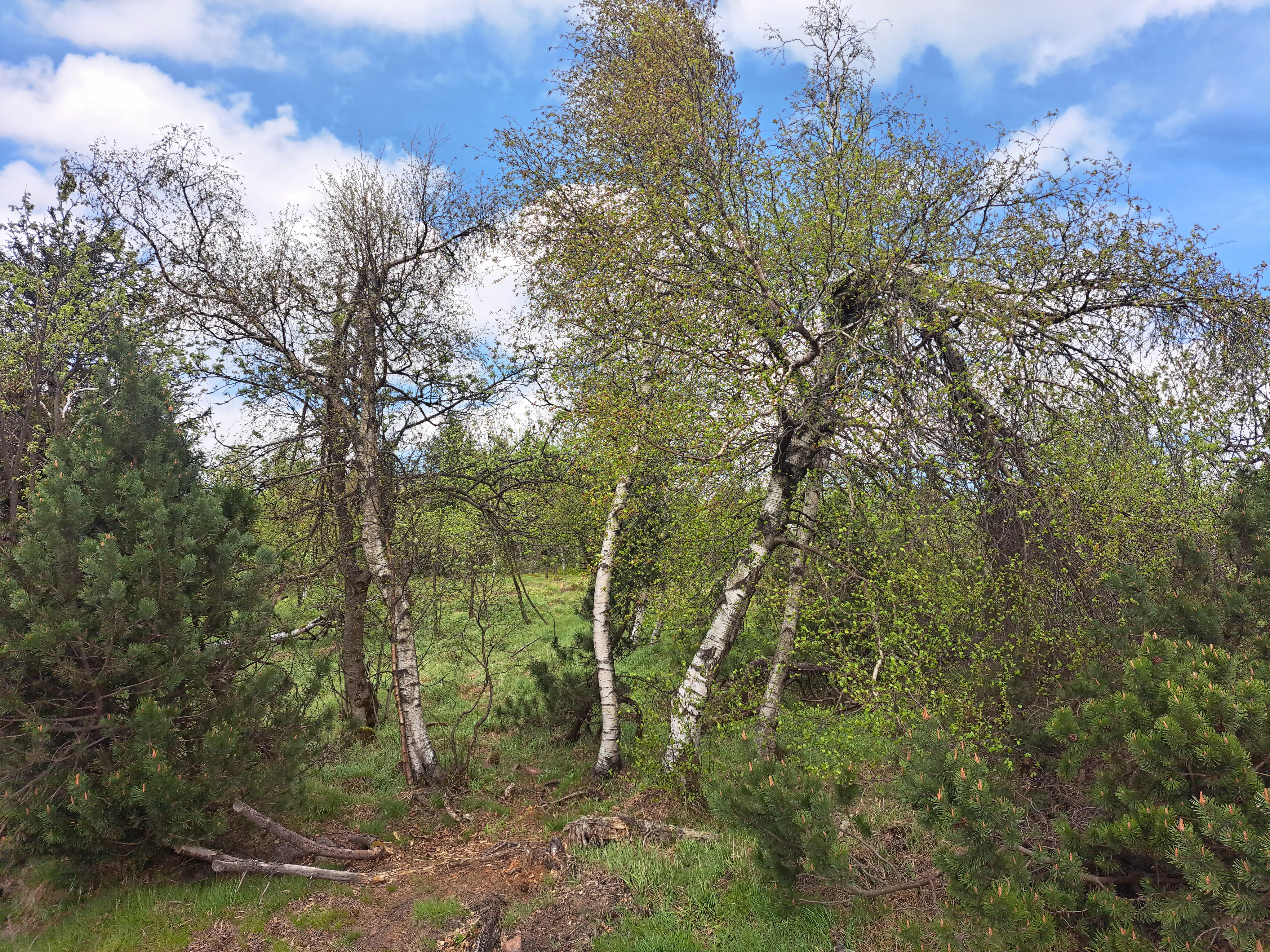 A group of birch trees with thin white bark growing among evergreen shrubs in a bog landscape under a blue sky.