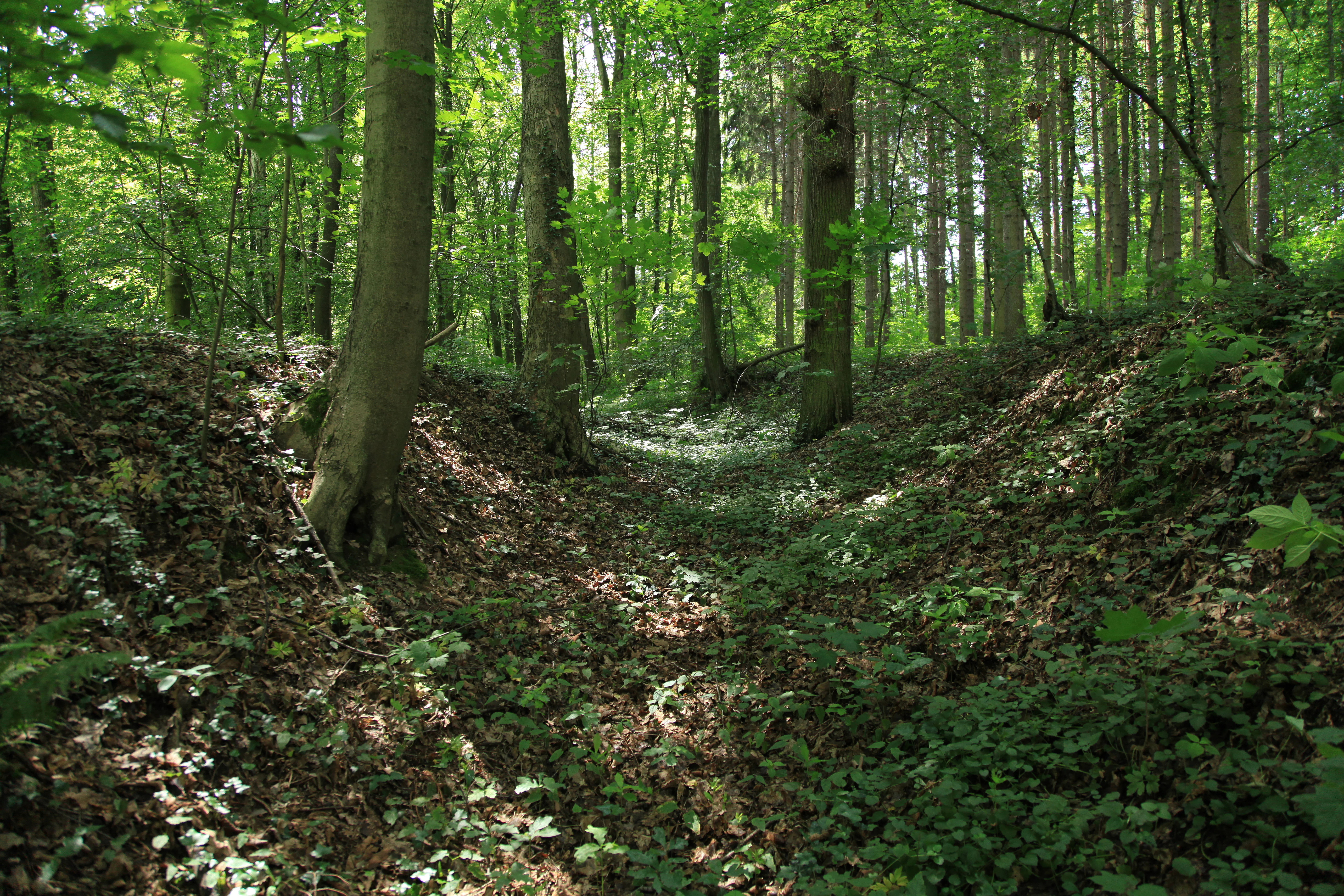 A view looking into a lush green forest with a natural depression or path lined by large tree trunks and ground cover.