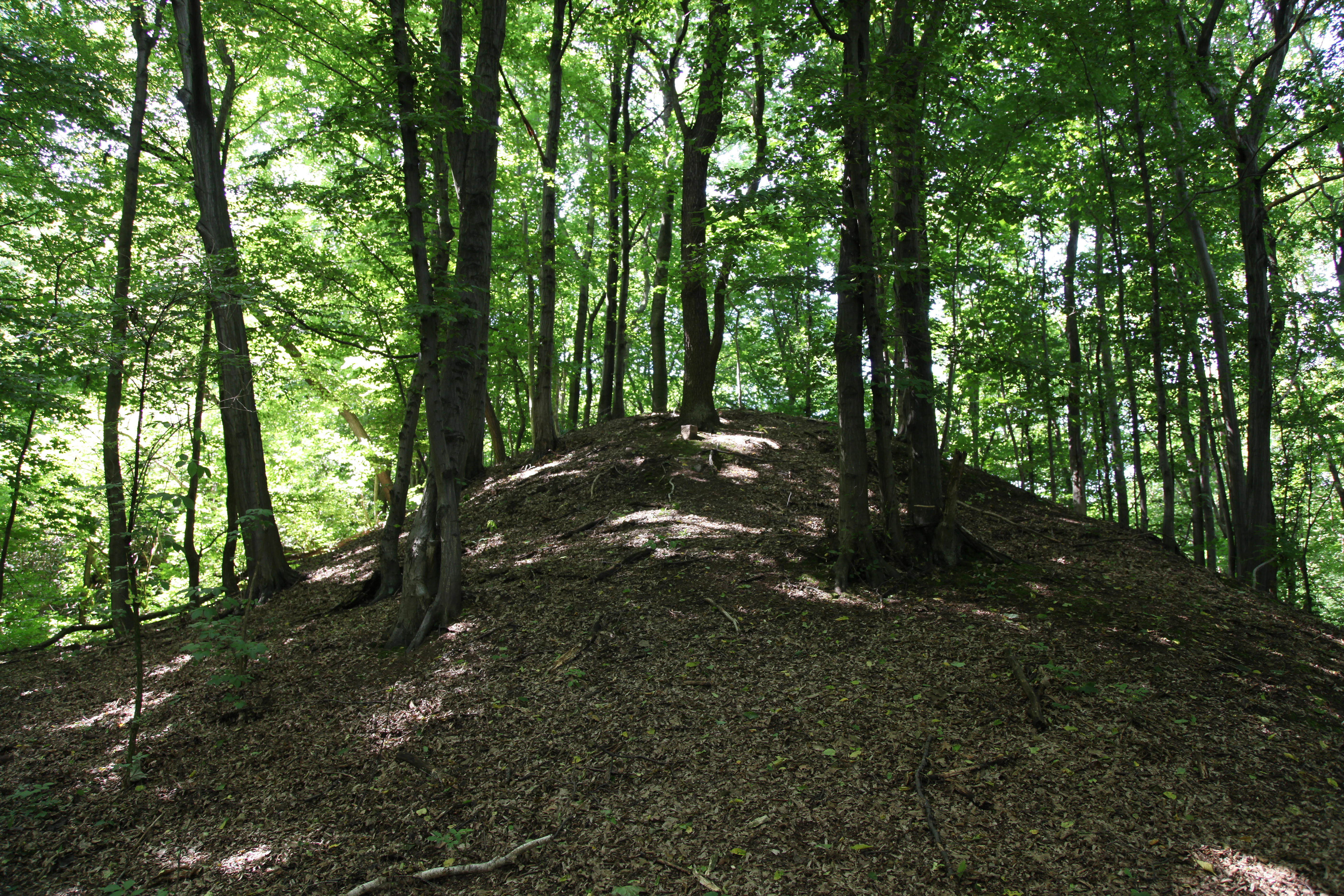 A gentle, leaf-covered earthen mound rises amidst a dense deciduous forest with dappled sunlight filtering through the canopy.
