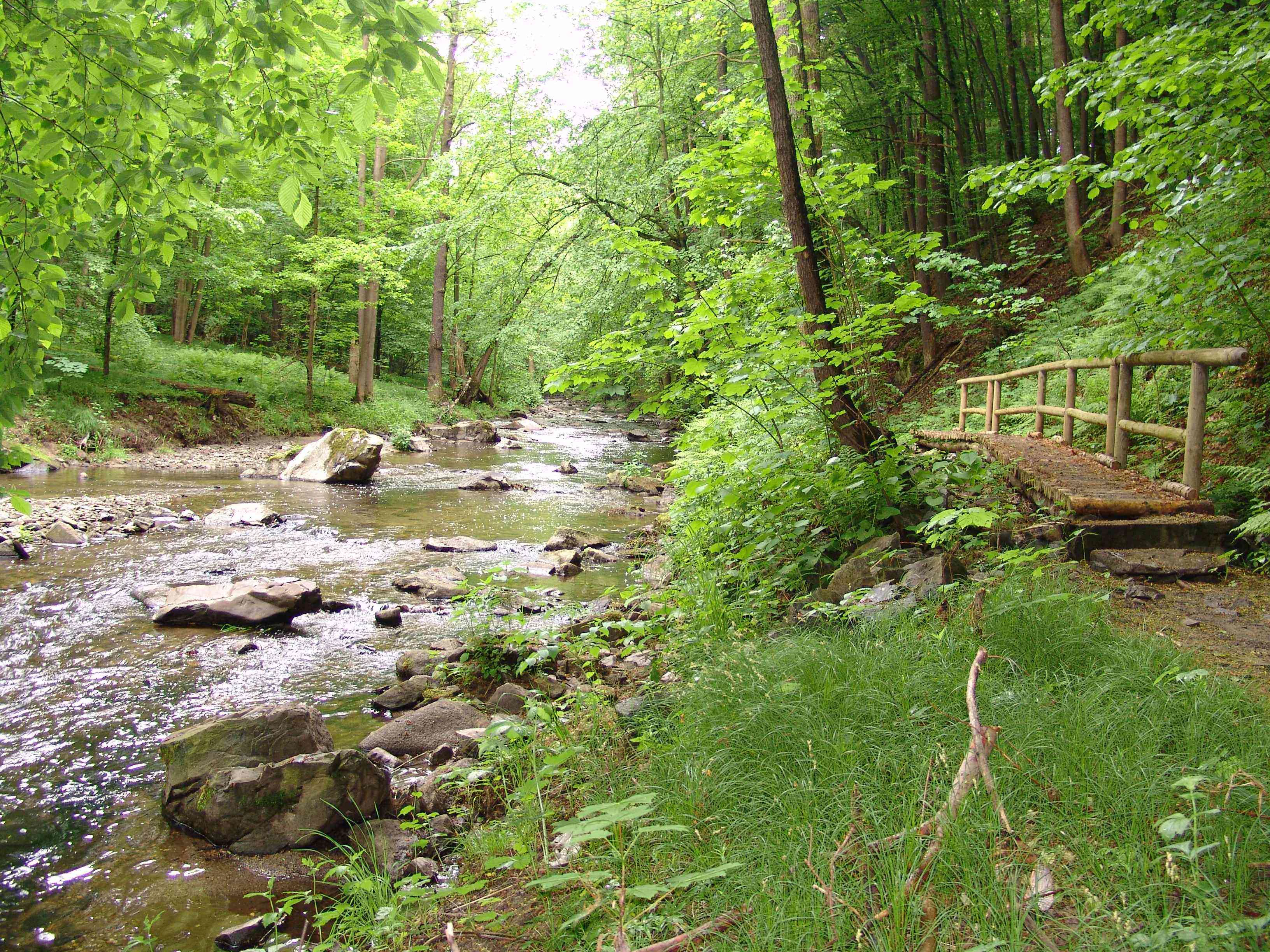 A shallow, rocky stream winding through a dense, vibrant green forest, with a wooden footbridge visible on the bank.