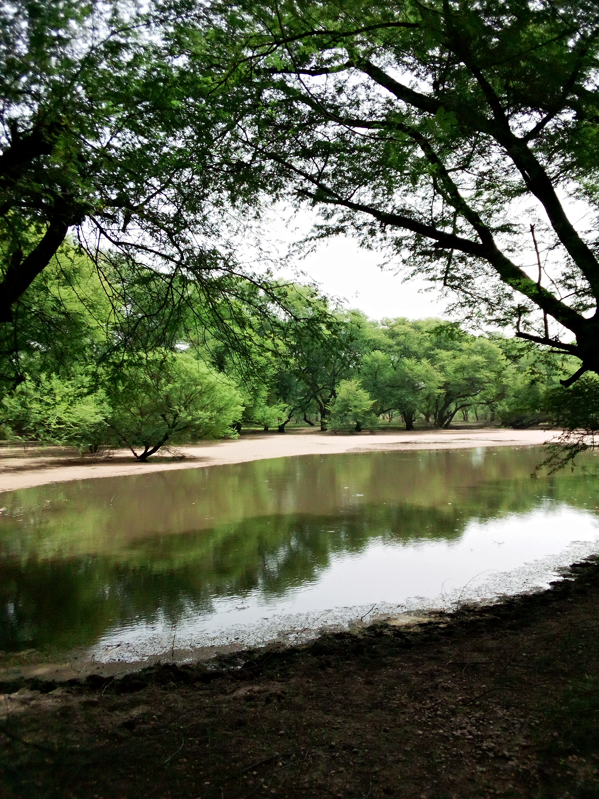 A still pond reflecting surrounding trees and a bright sky in a wooded savanna landscape.