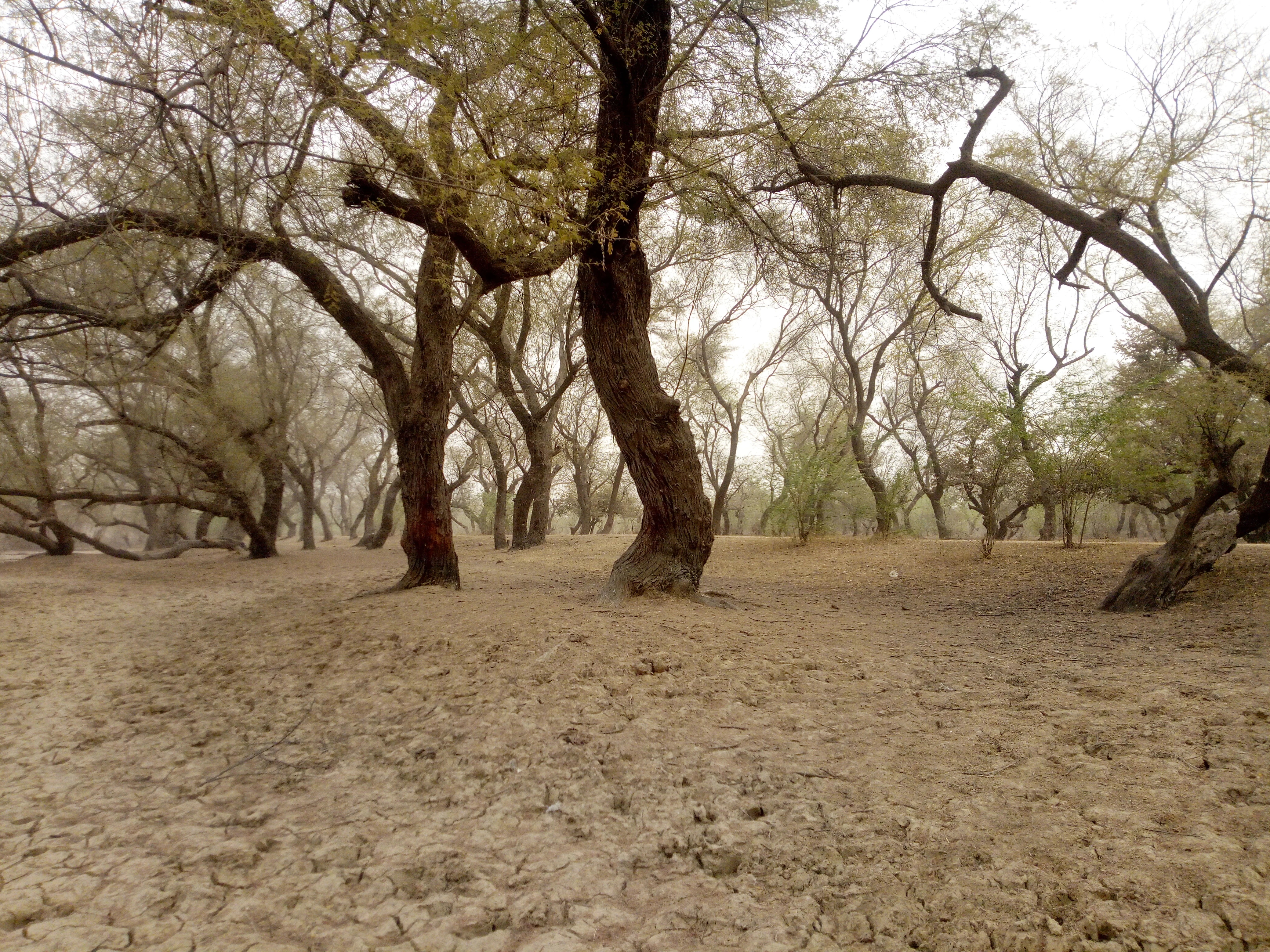 Sparse woodland of mature trees with textured brown trunks and thin branches set against a dusty, overcast sky, with the forest floor covered in dry, light-colored sand.