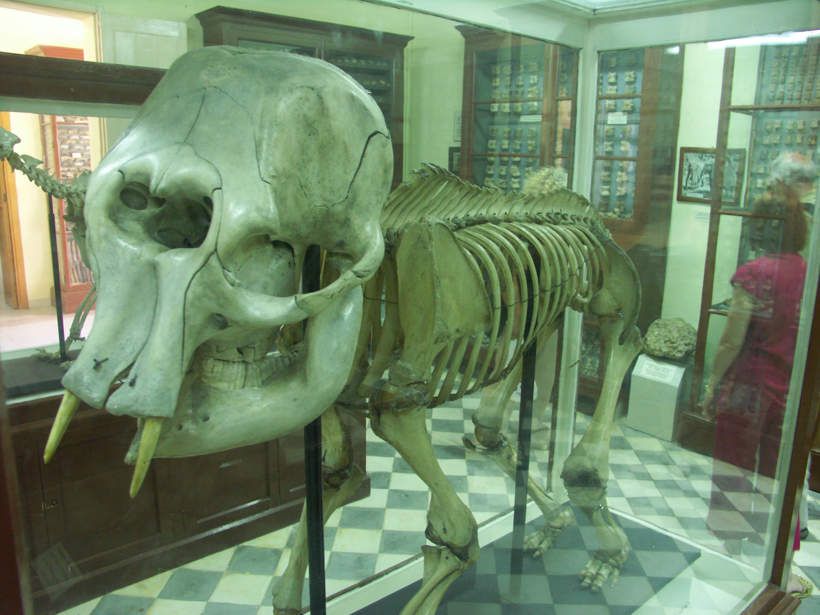 A skeletal display of a prehistoric dwarf elephant inside a glass case at the Għar Dalam site museum, with checkered floors and museum cabinetry in the background.